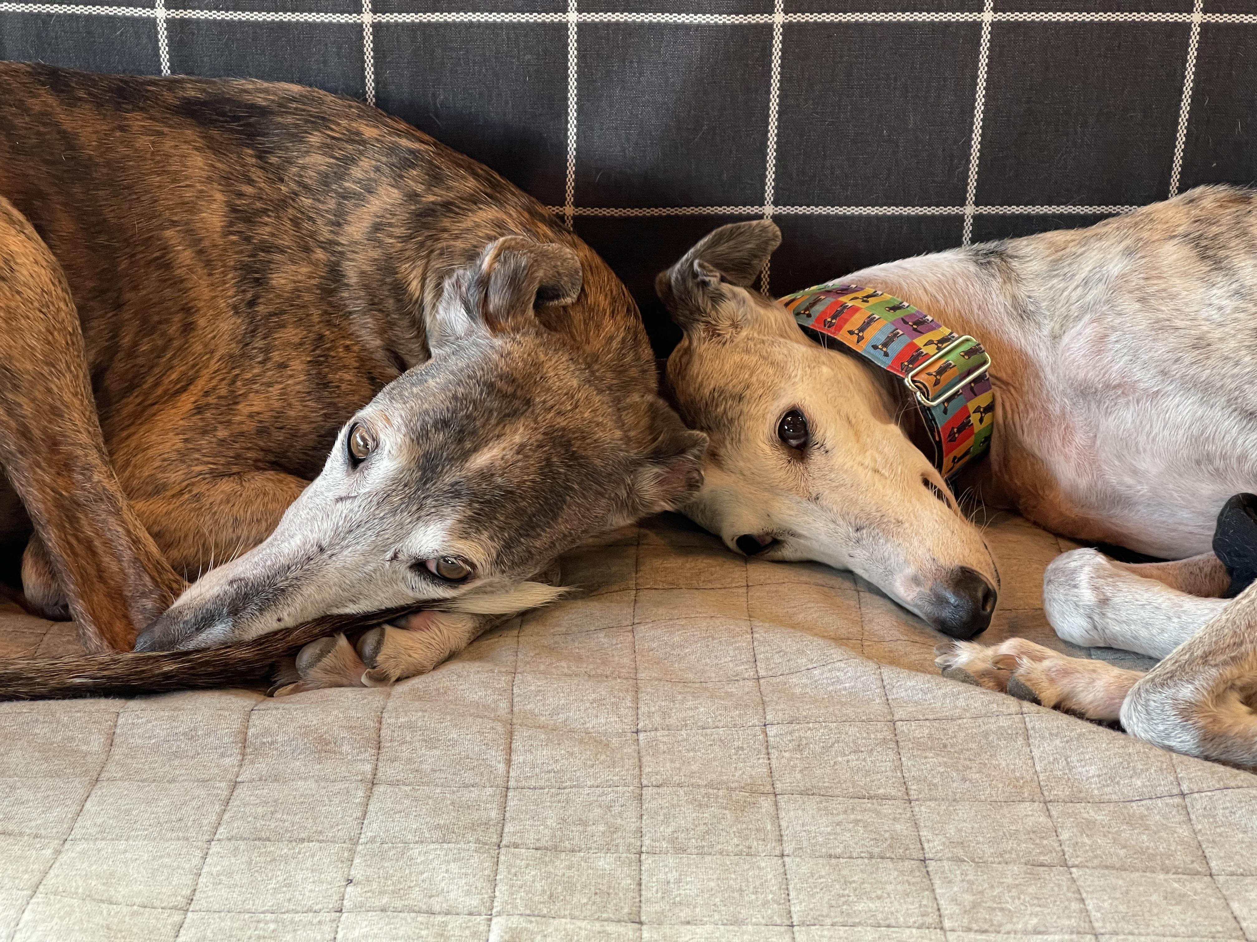 Two bicycle seats r/Greyhounds