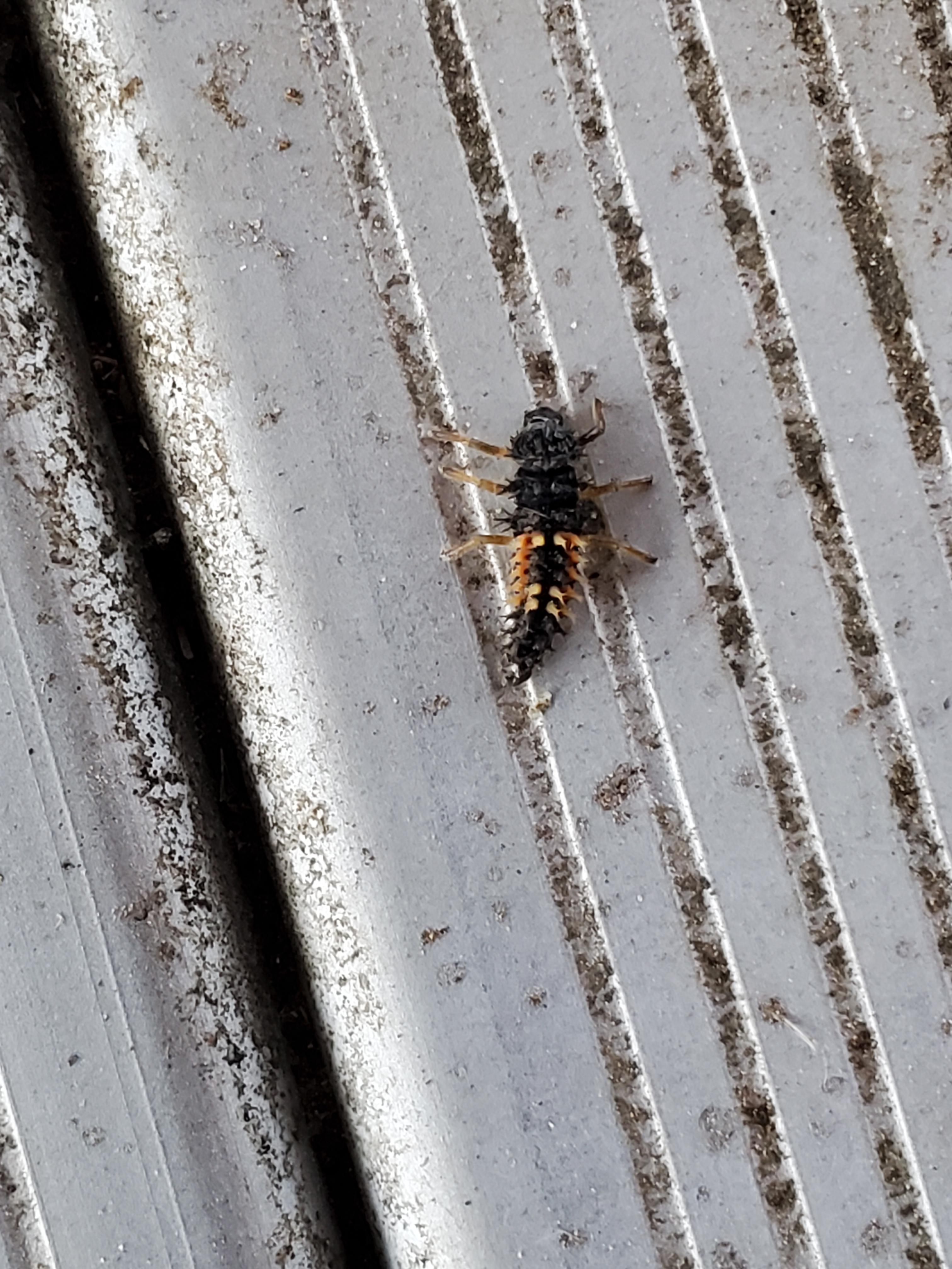 Gresham, OR 5mm r/whatbugisthis