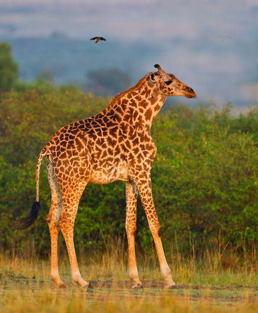 I've never seen such a tiny giraffe giraffes