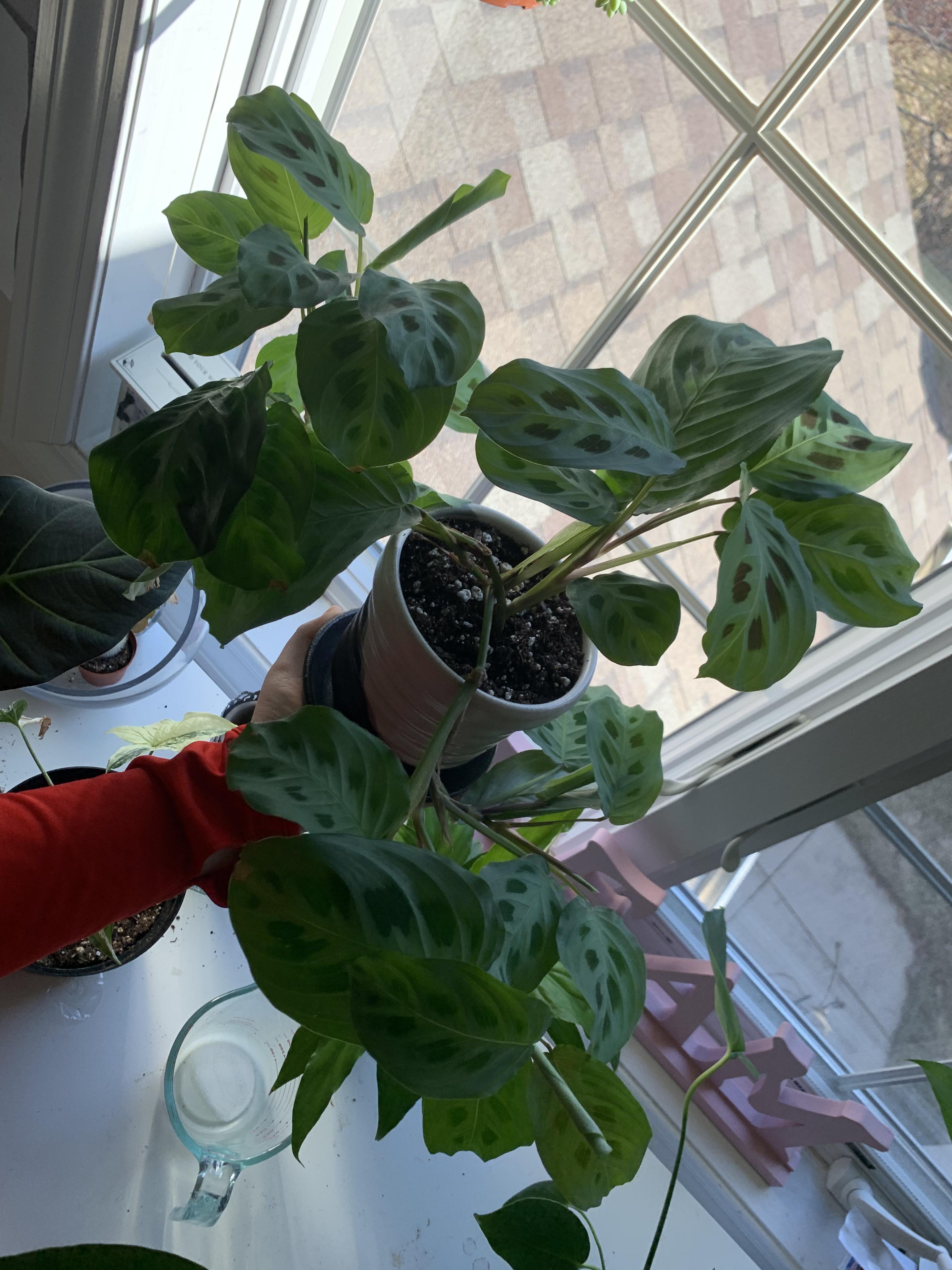 how do i fix my top heavy prayer plant? r/houseplants