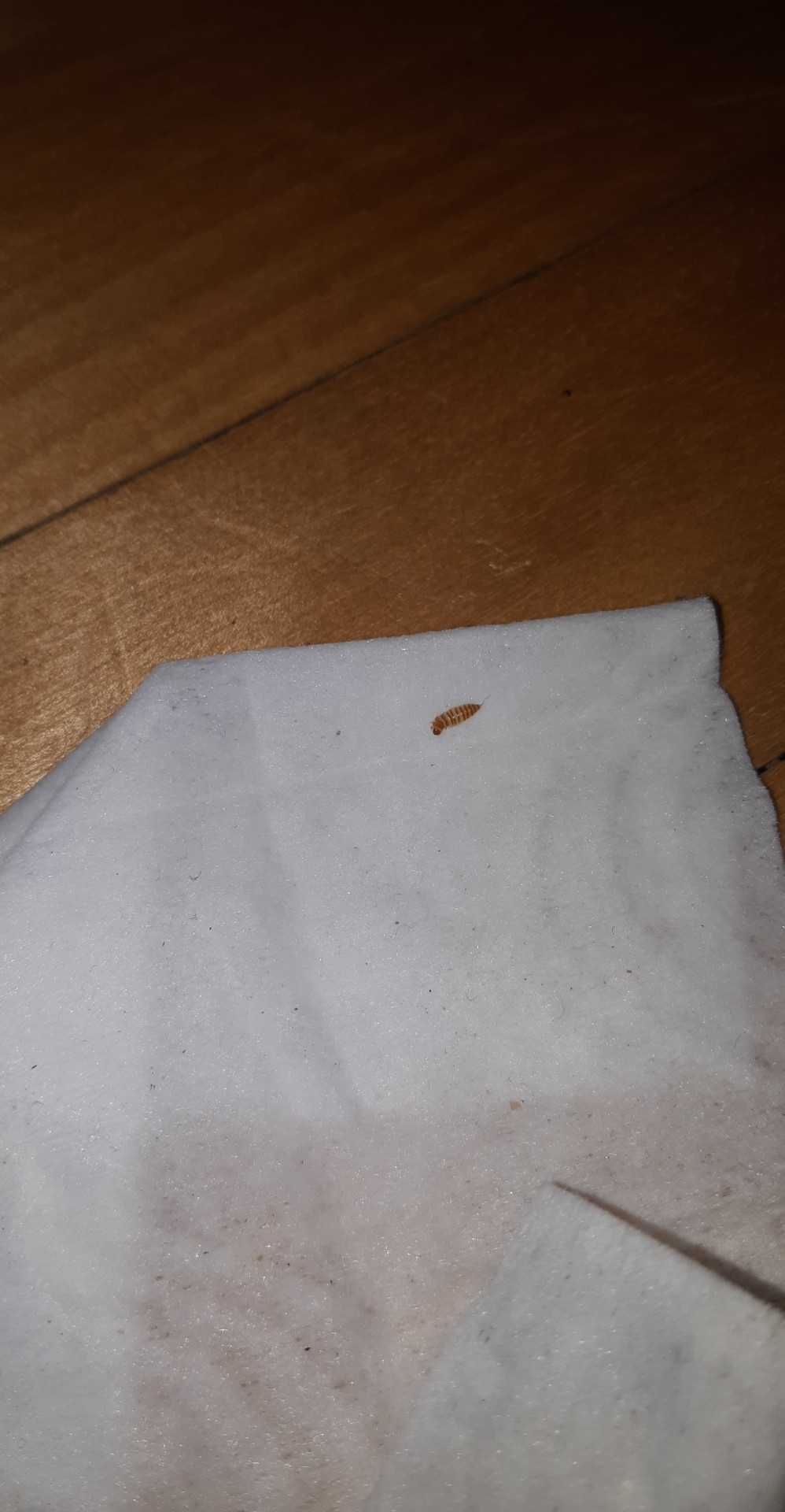 Is this a bed bug shell? r/Bedbugs