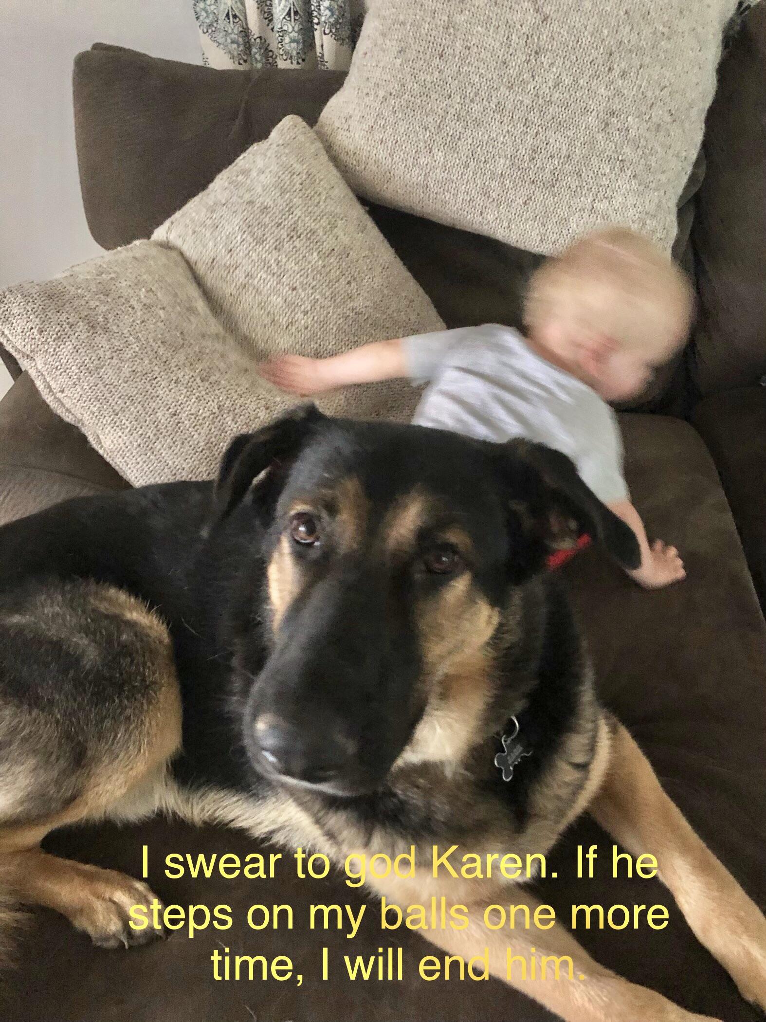 30+ Dog Memes With Karen Factory Memes