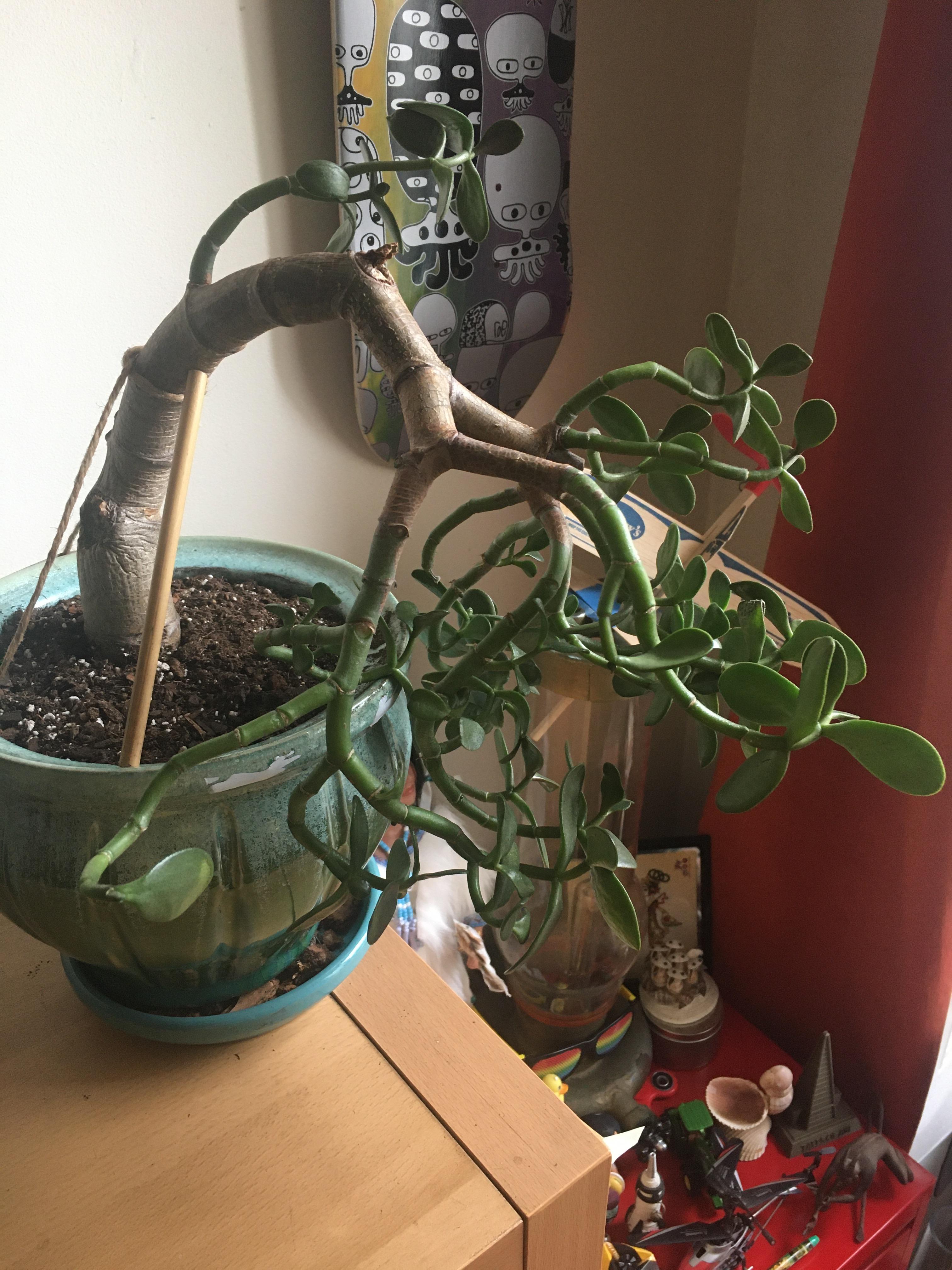 Dying Jade how can I save? r/plantclinic