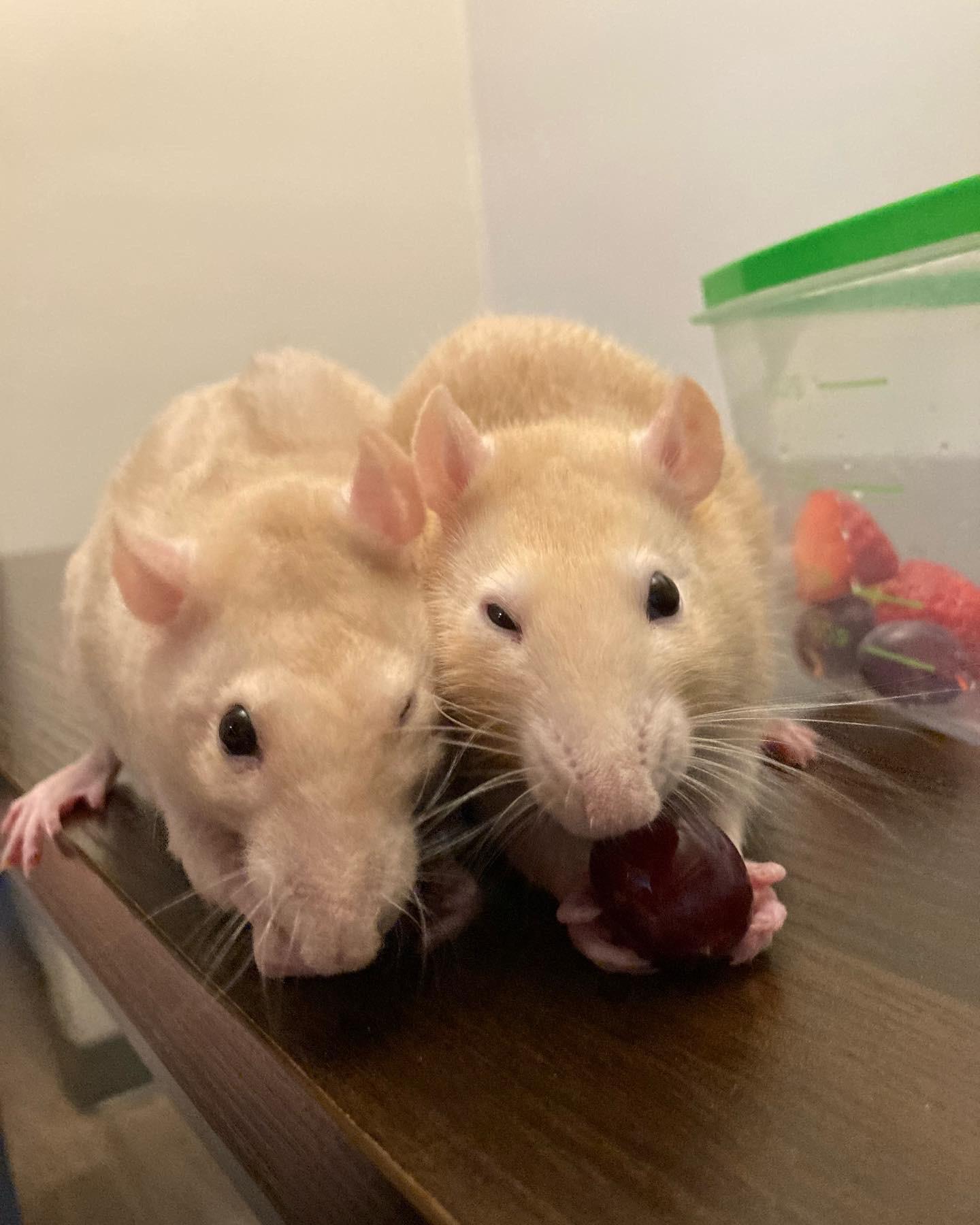Honeybee and Ladybug sharing some grapes 🍇 r/RATS