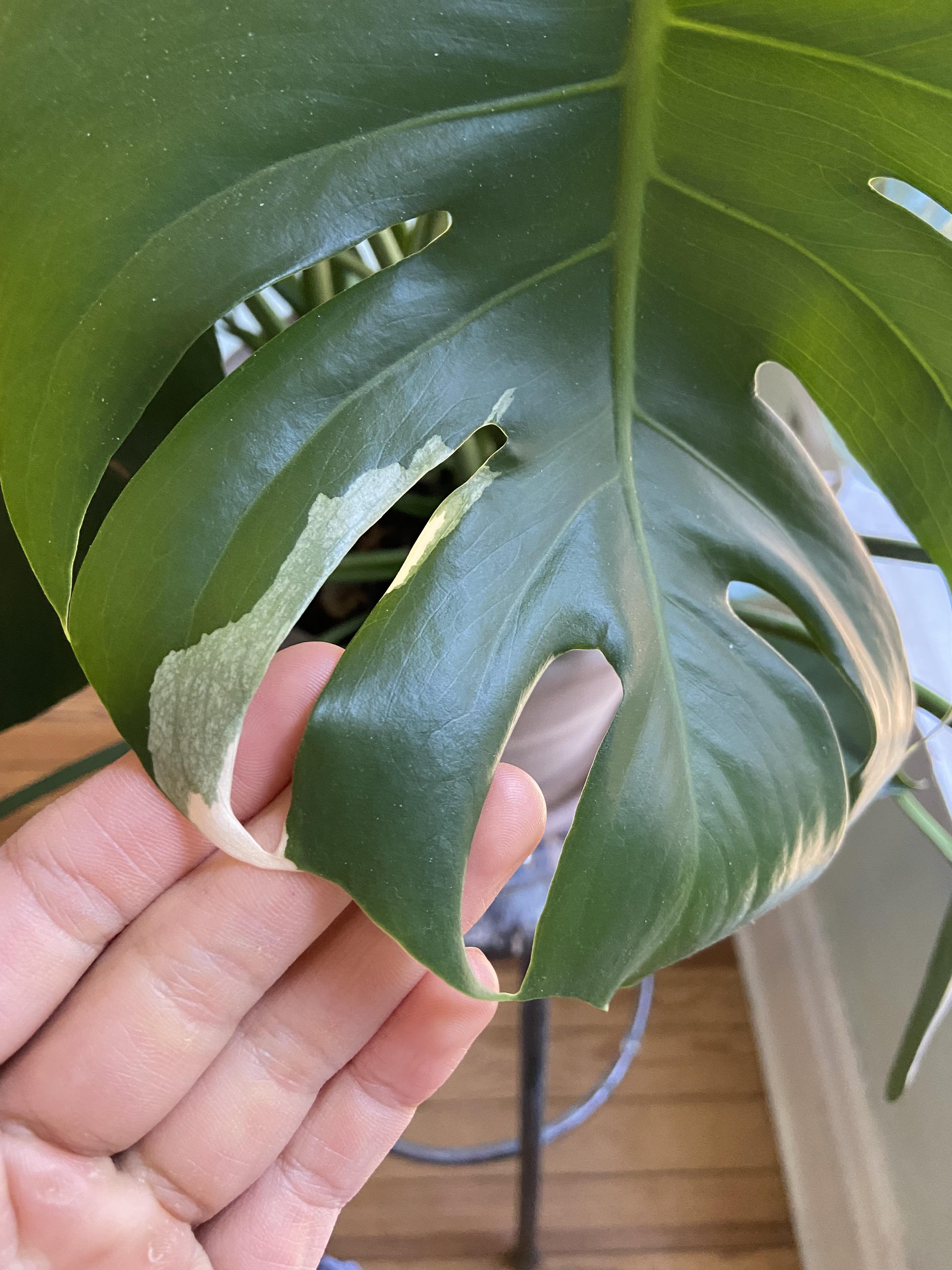 One leaf in an otherwise totally green plant turned/turning white? r