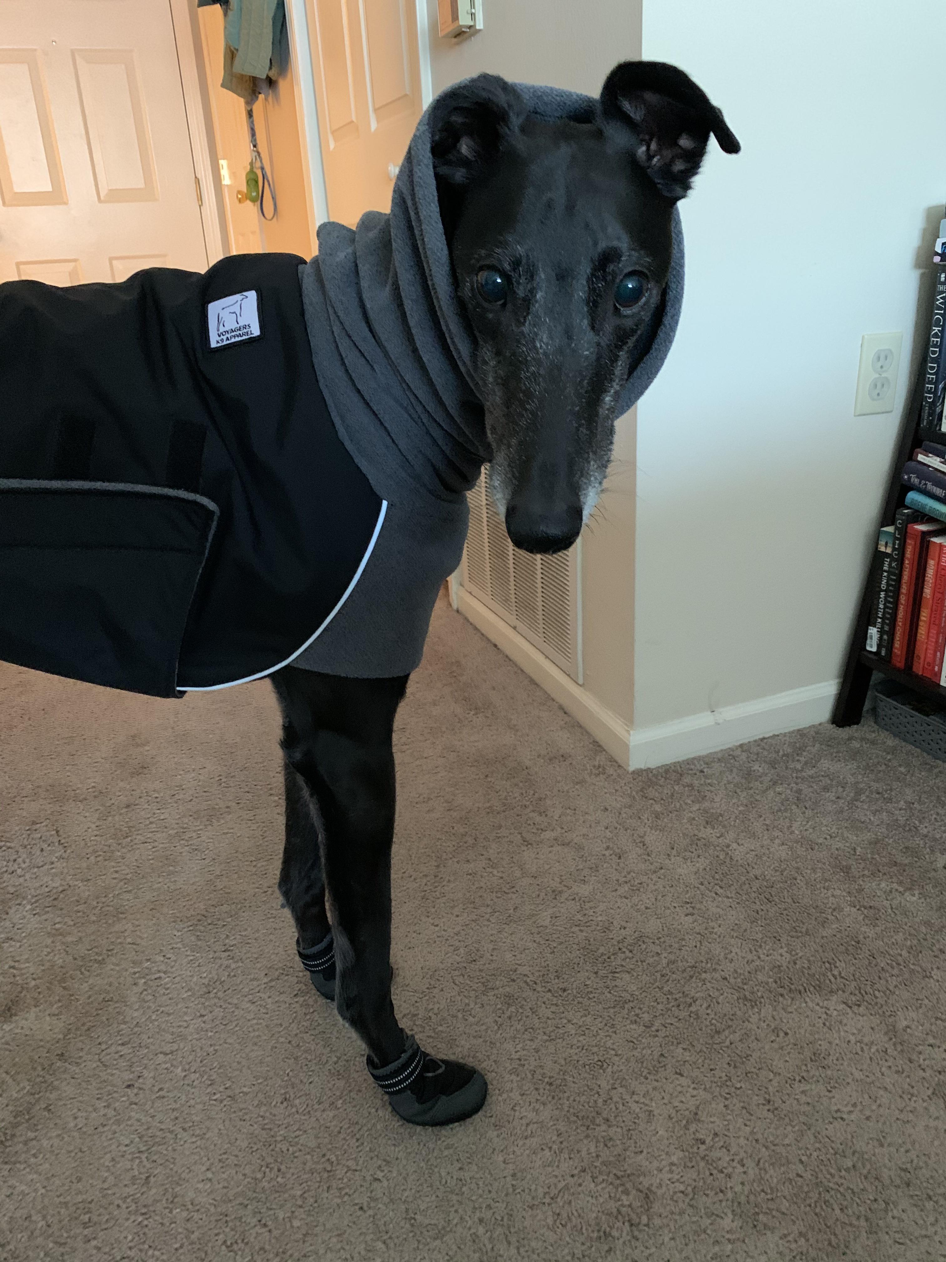 Matching jacket & boots in chilly Chicago ️🥶 r/Greyhounds