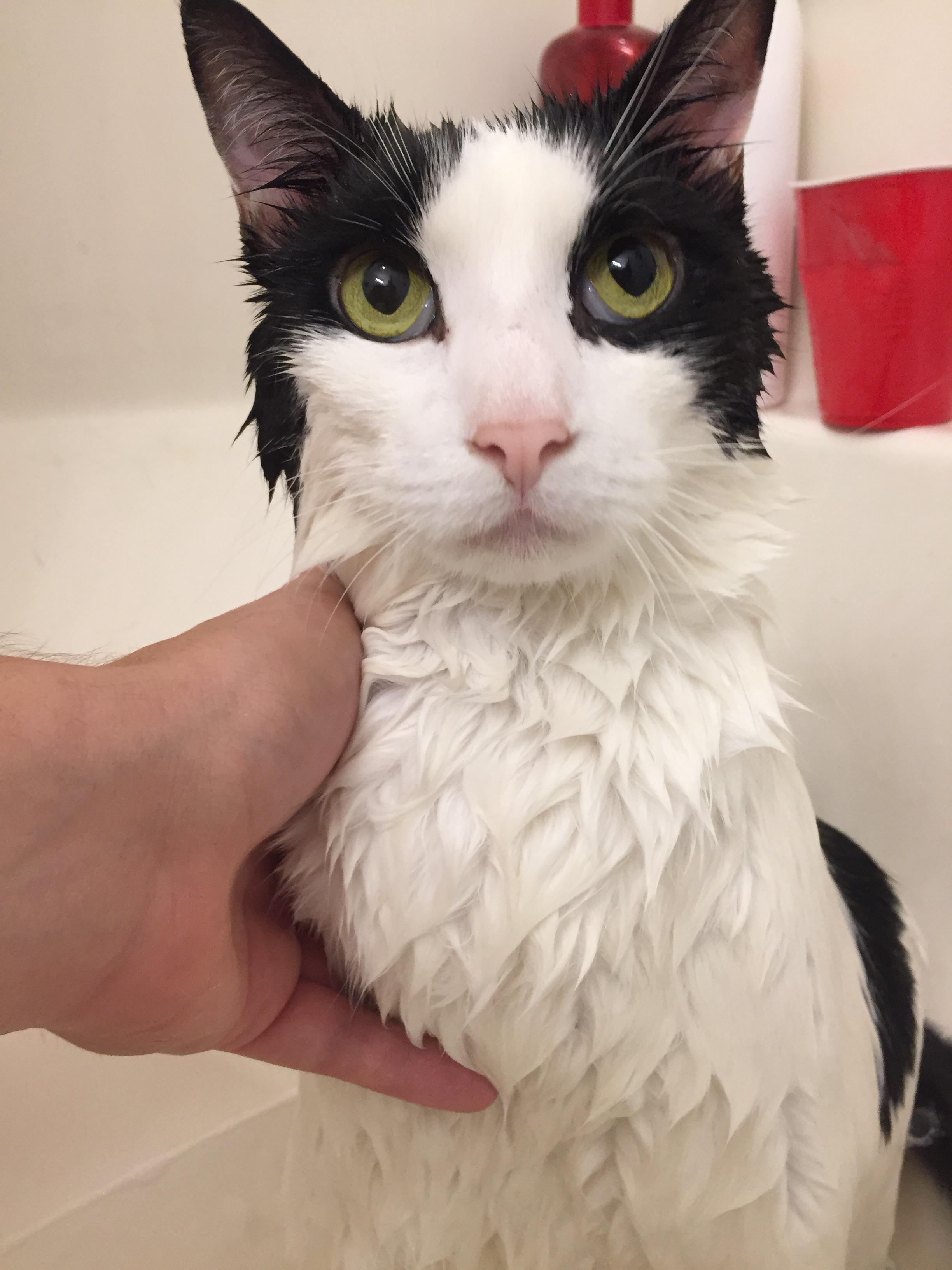 That flea bath look r/cats