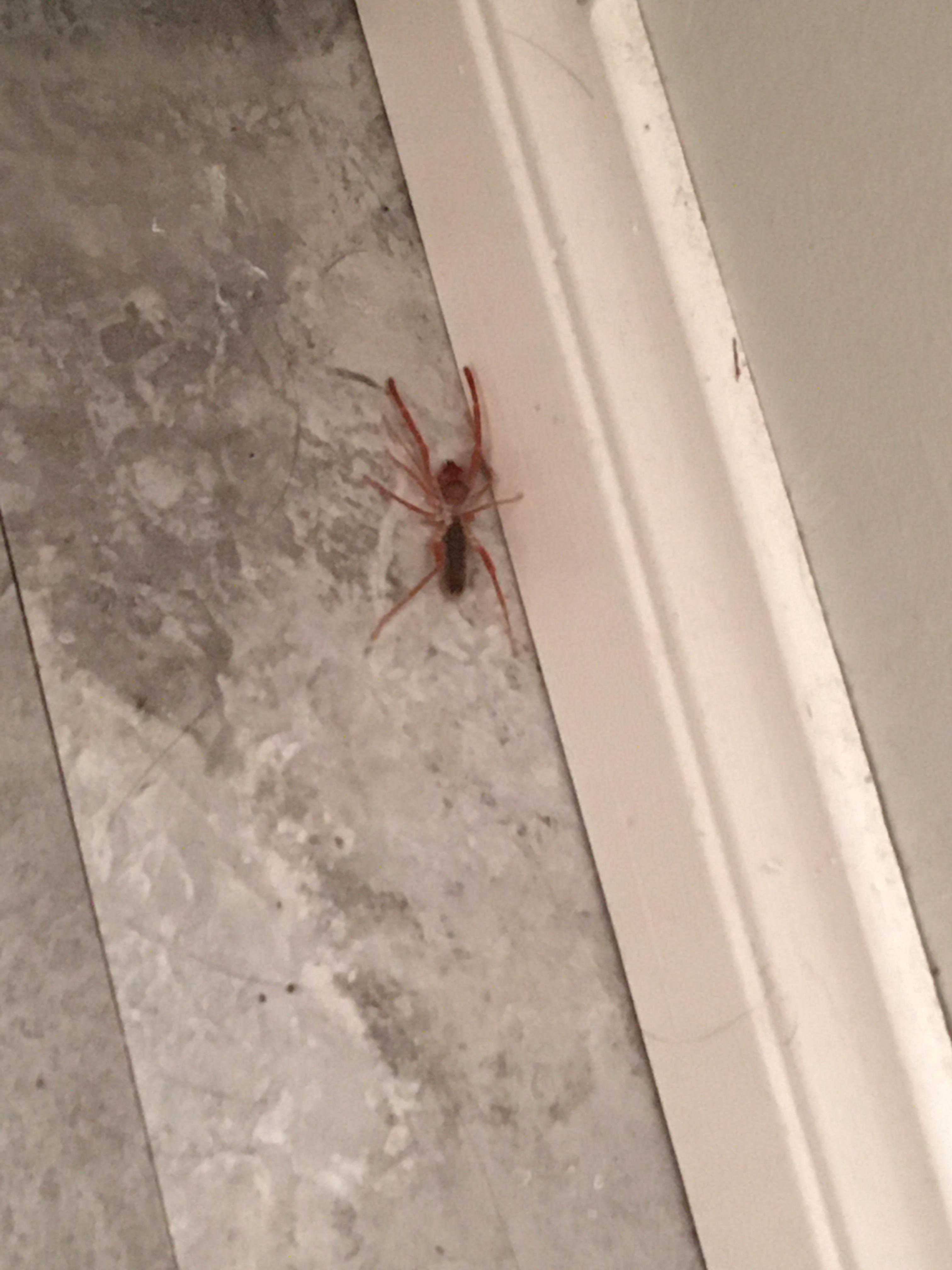 What’s this big spider in my bathroom? Southern California r