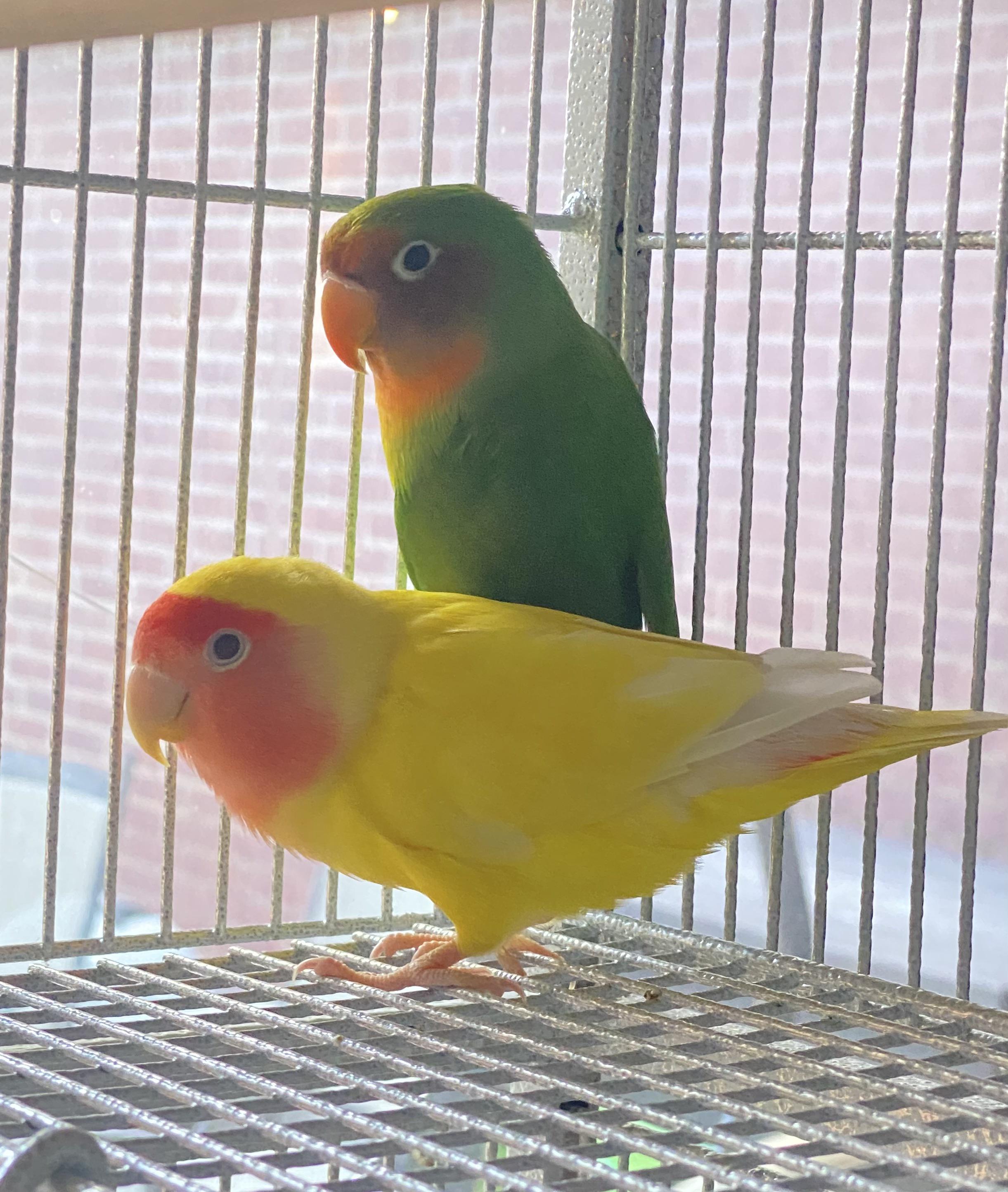 Fishers Lovebirds have eggs. r/Lovebirds