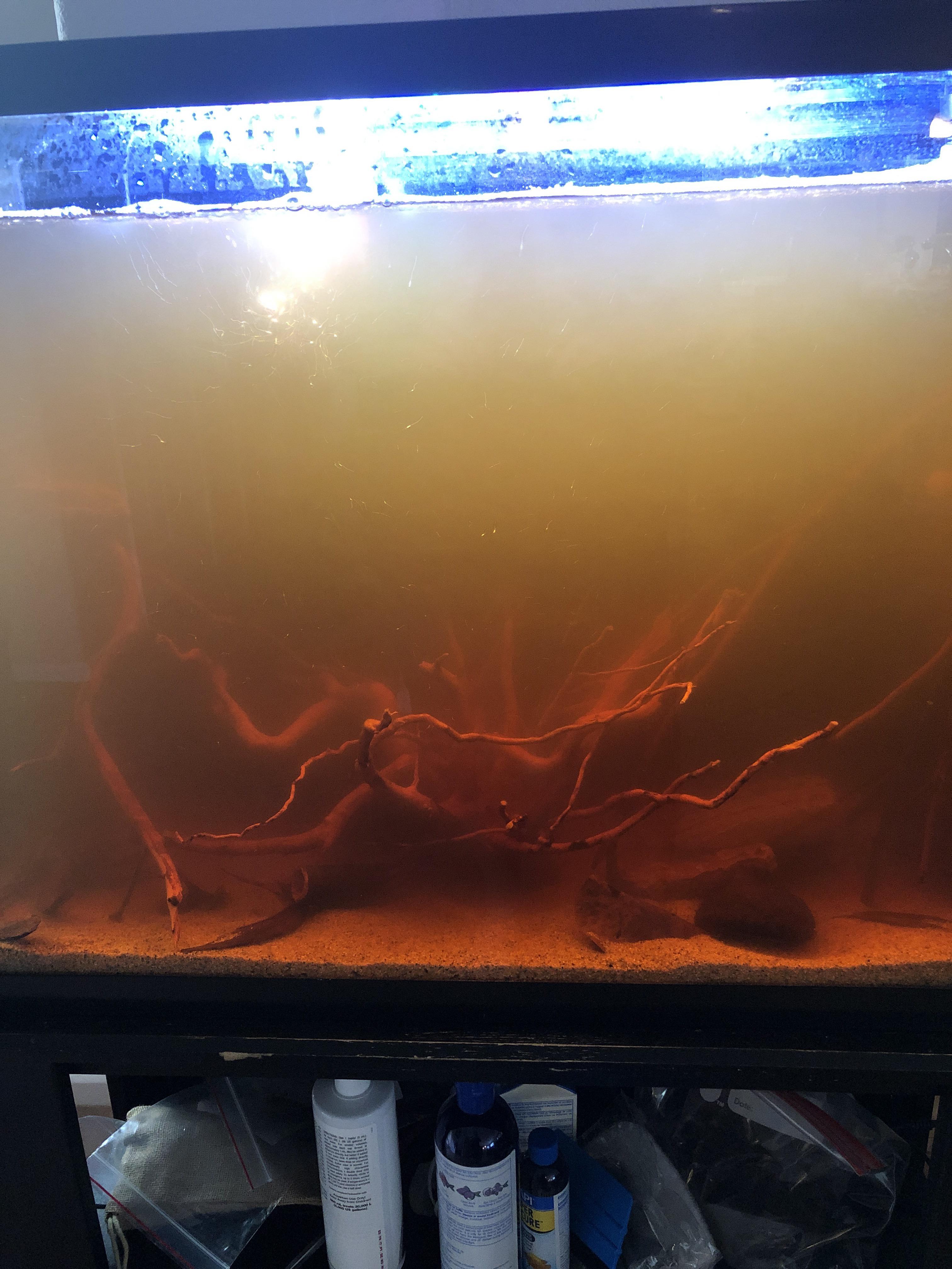 Cloudy Tank. I set this tank up yesterday no fish it was clear for the