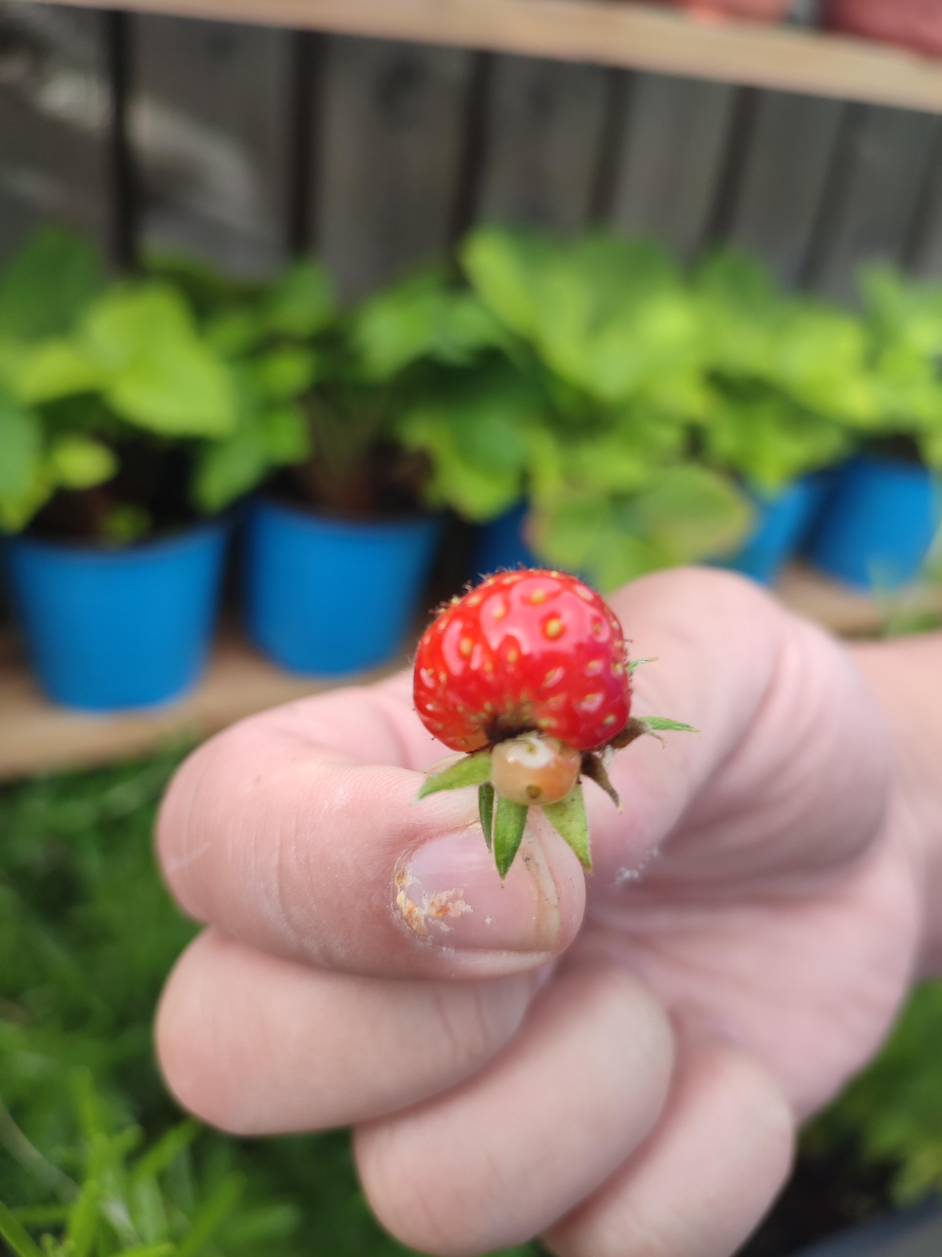 A strawberry mushroom found in the strawberry's r/mildlyinteresting