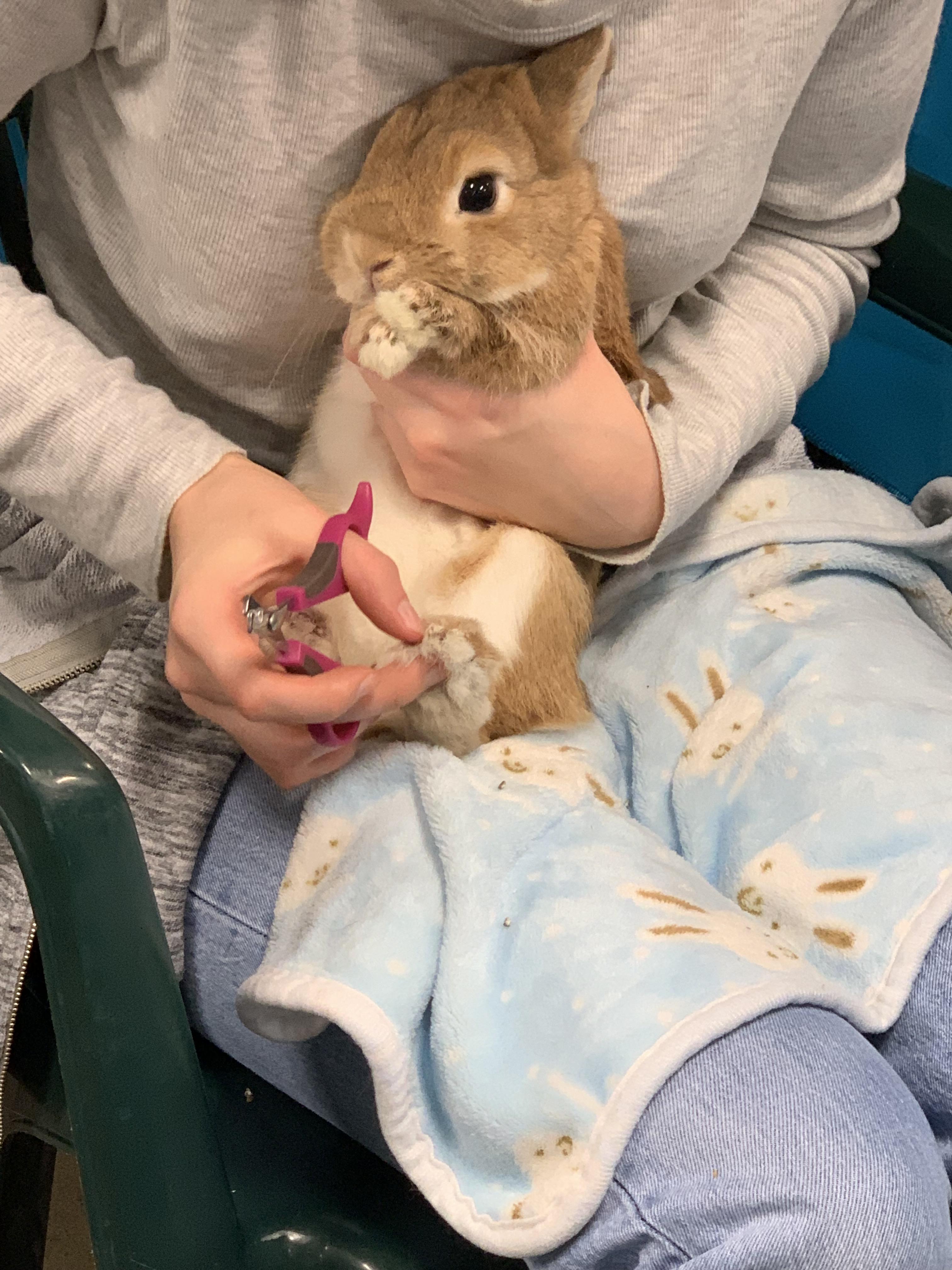 Popcorn was so good r/Rabbits