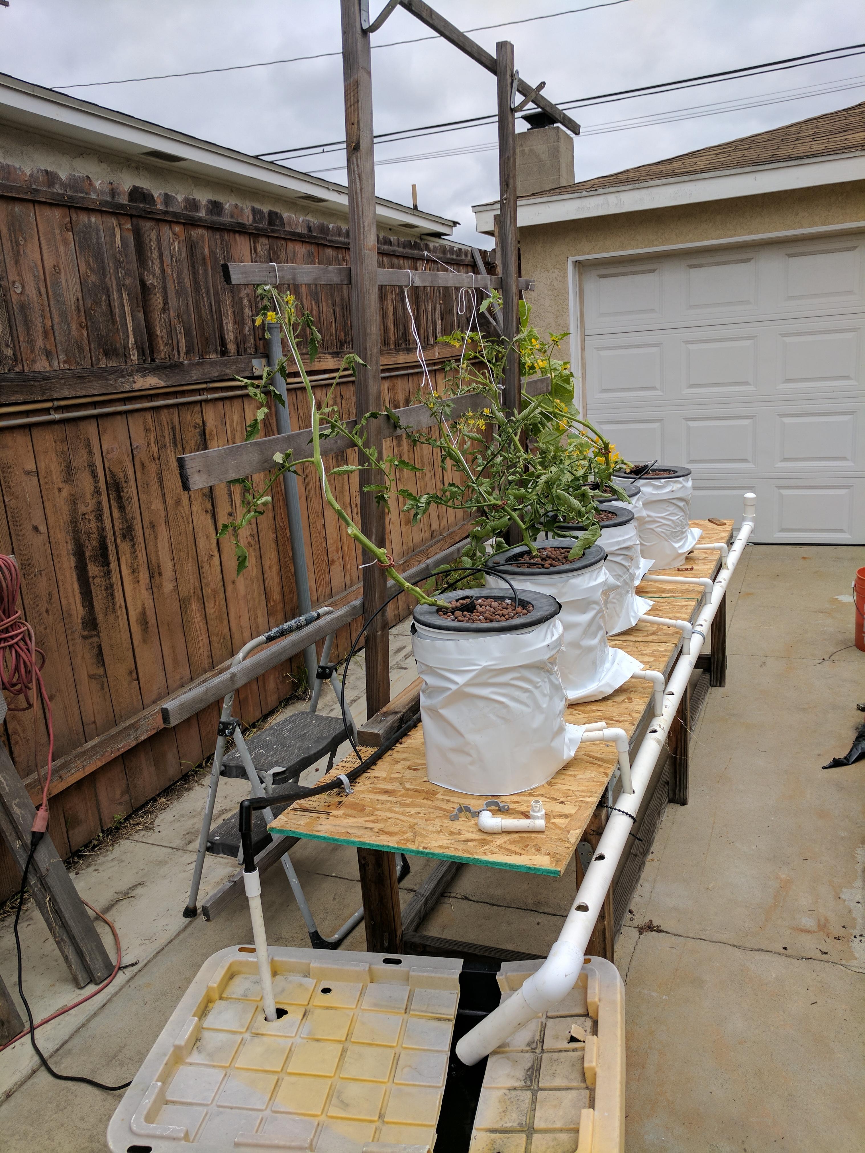 Outside Kratky transferred to outside Dutch buckets r/hydro