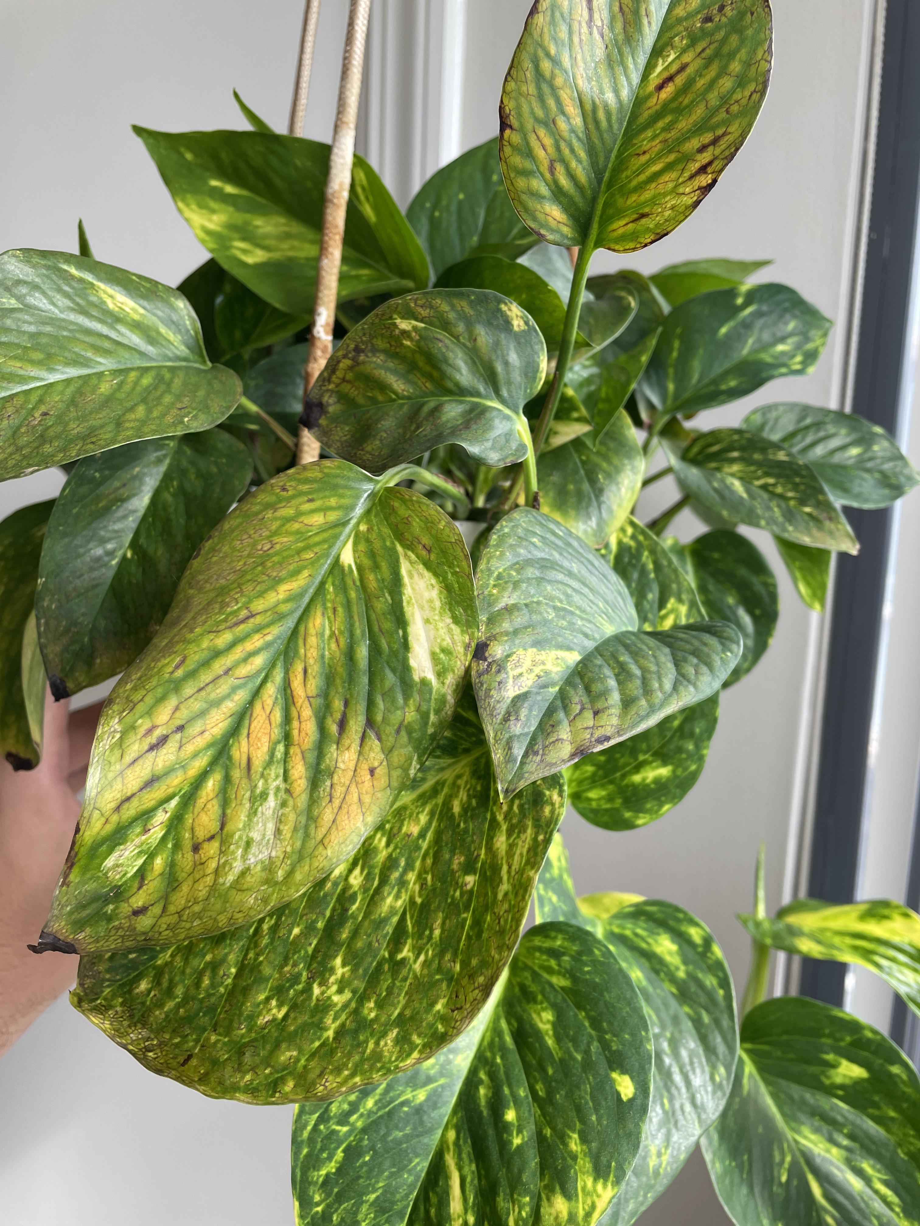Yellowing and brown leaves on pothos? plantclinic