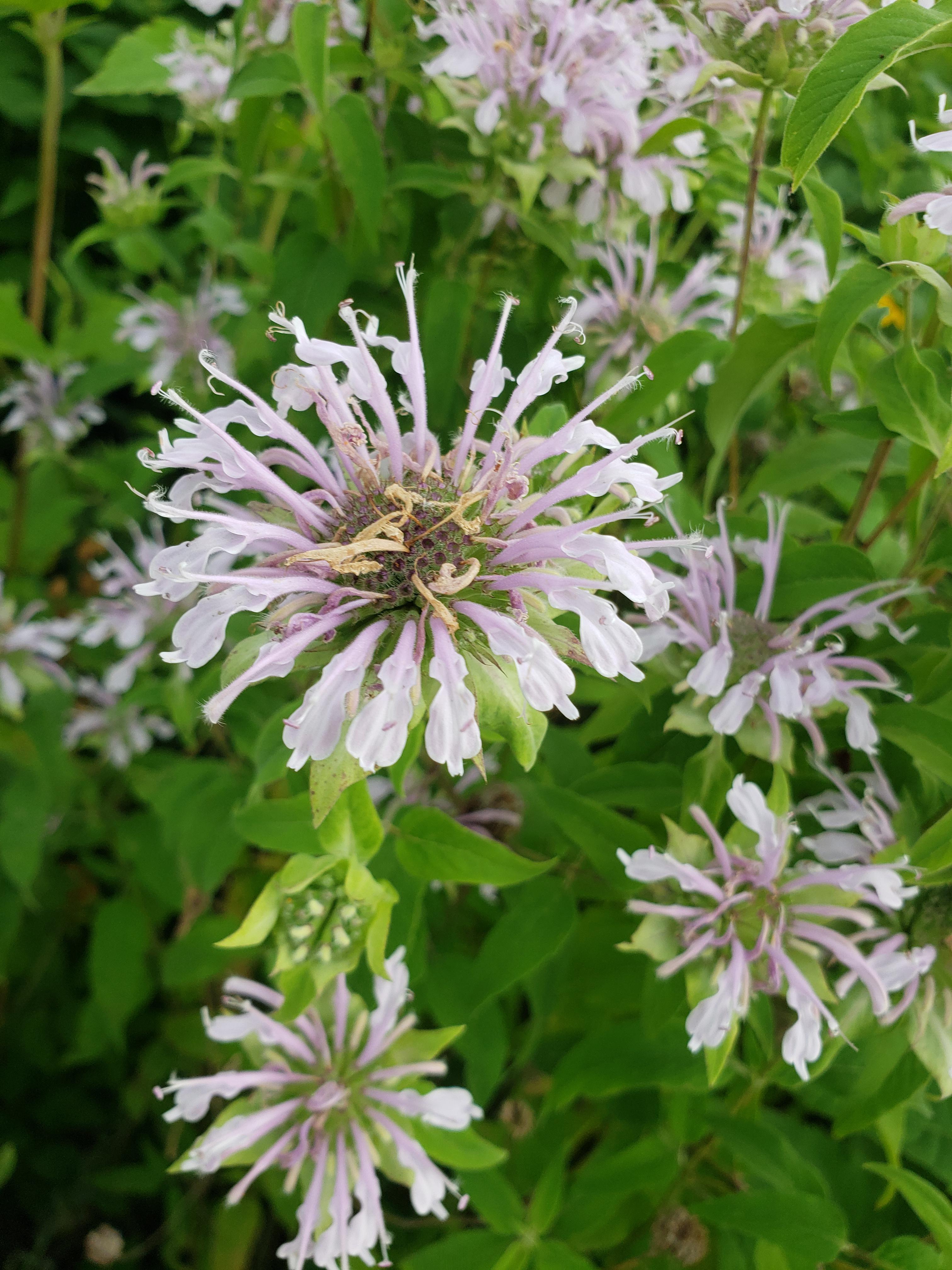 smells like mint and a bit like oregano or something r