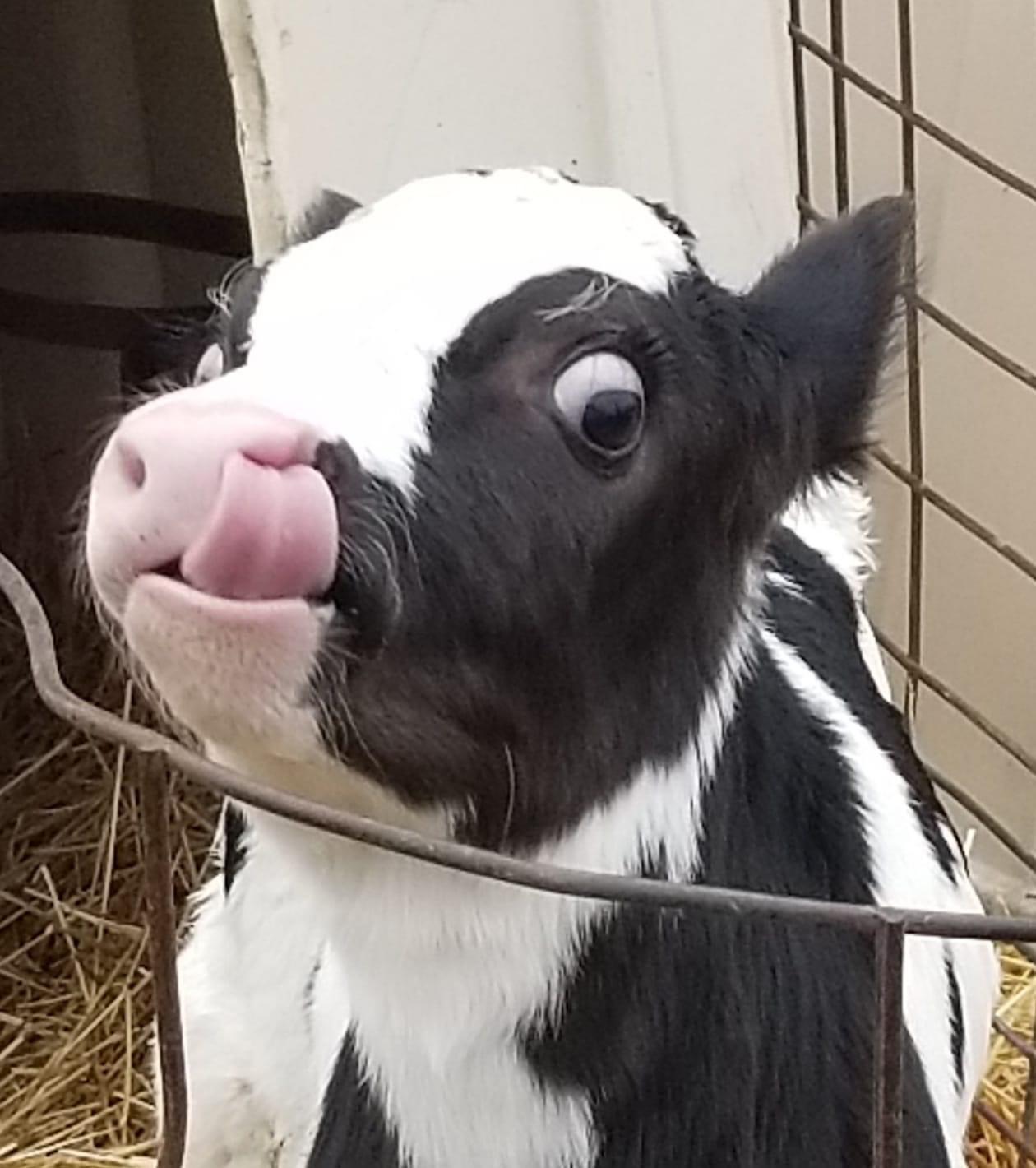 Baby cows are funny like baby humans. r/Cows