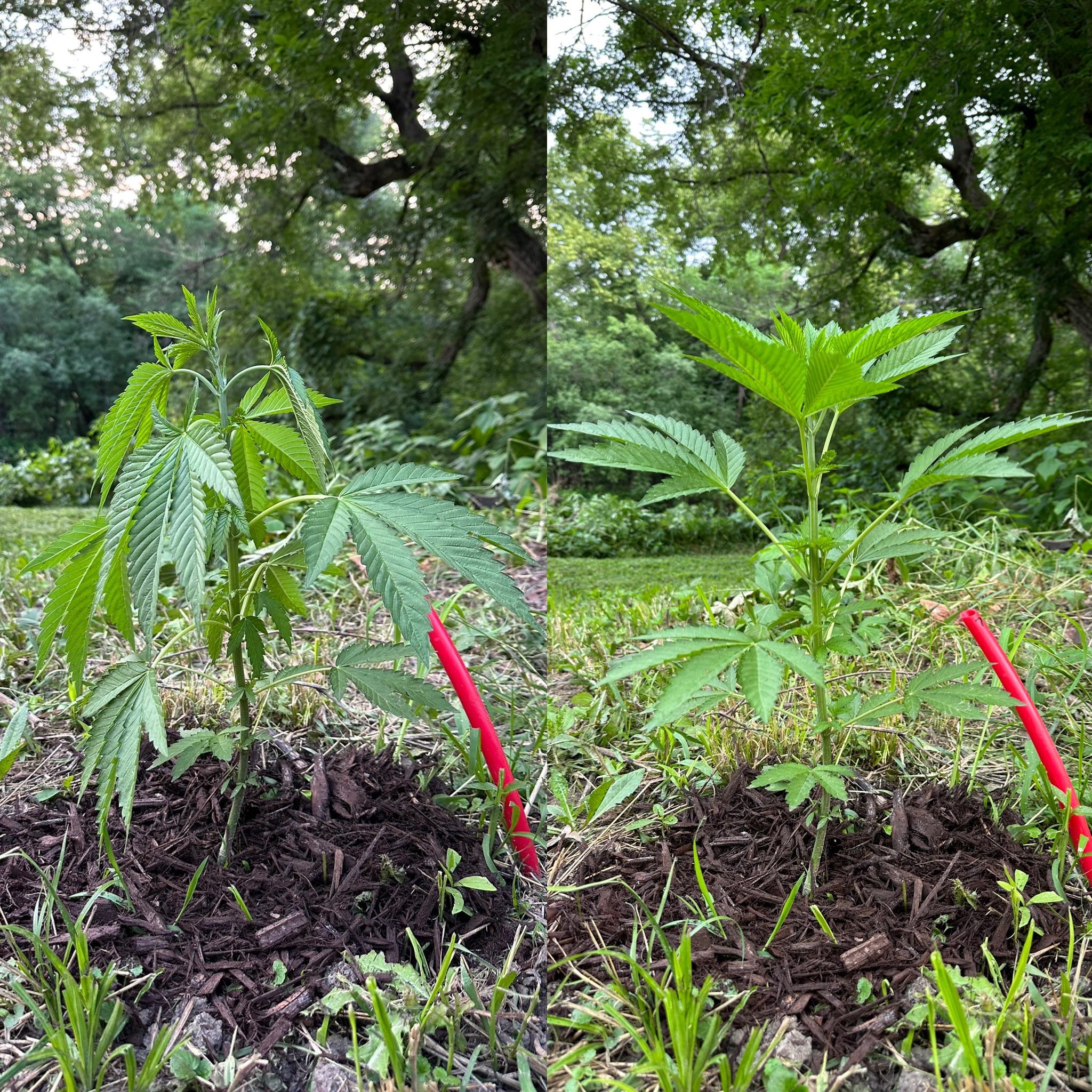 Evening vs Morning; same plant. They all naturally droop in the evening