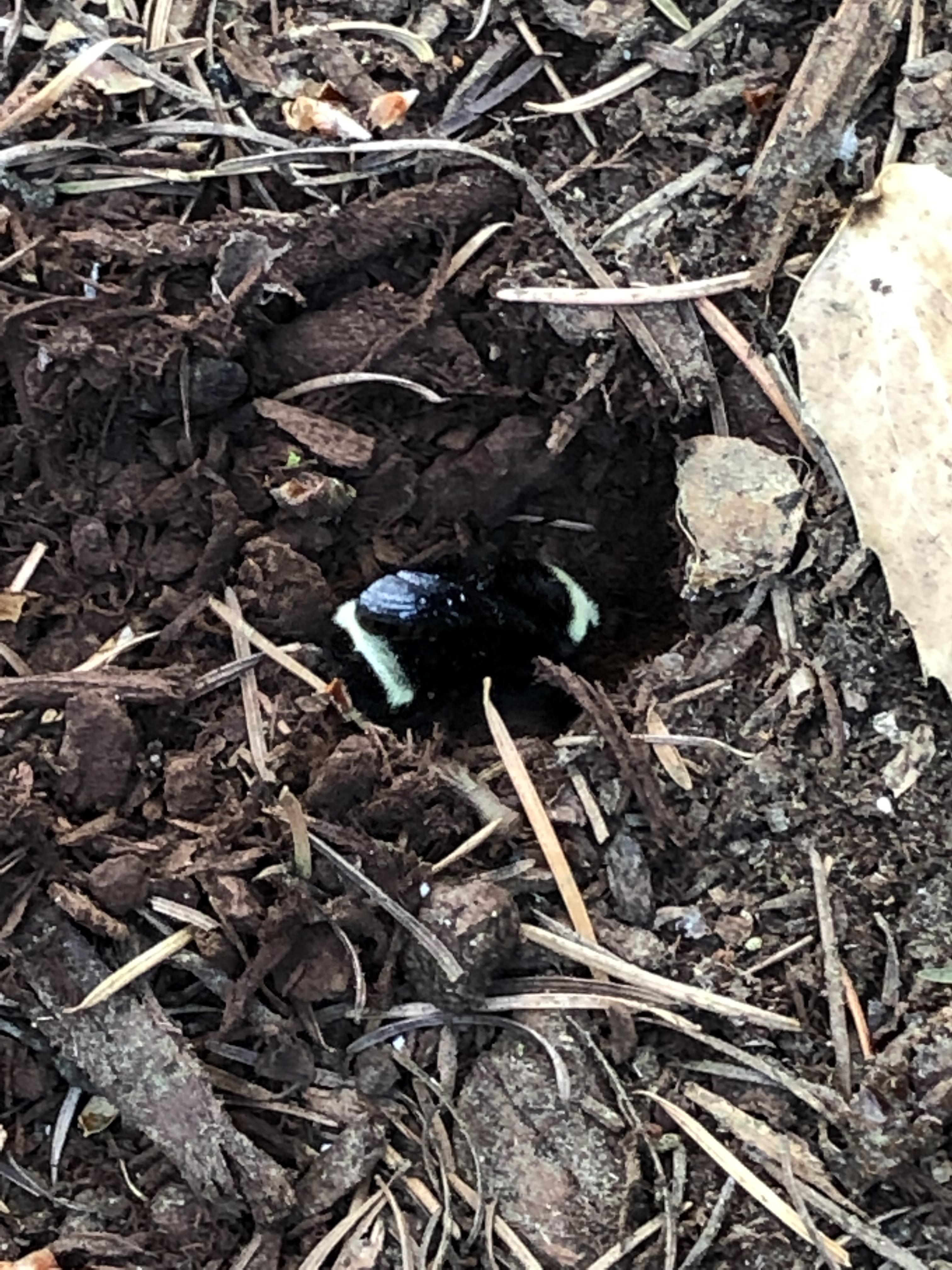 Watched this insect digging a burrow in our ground. Seattle WA. Anyone
