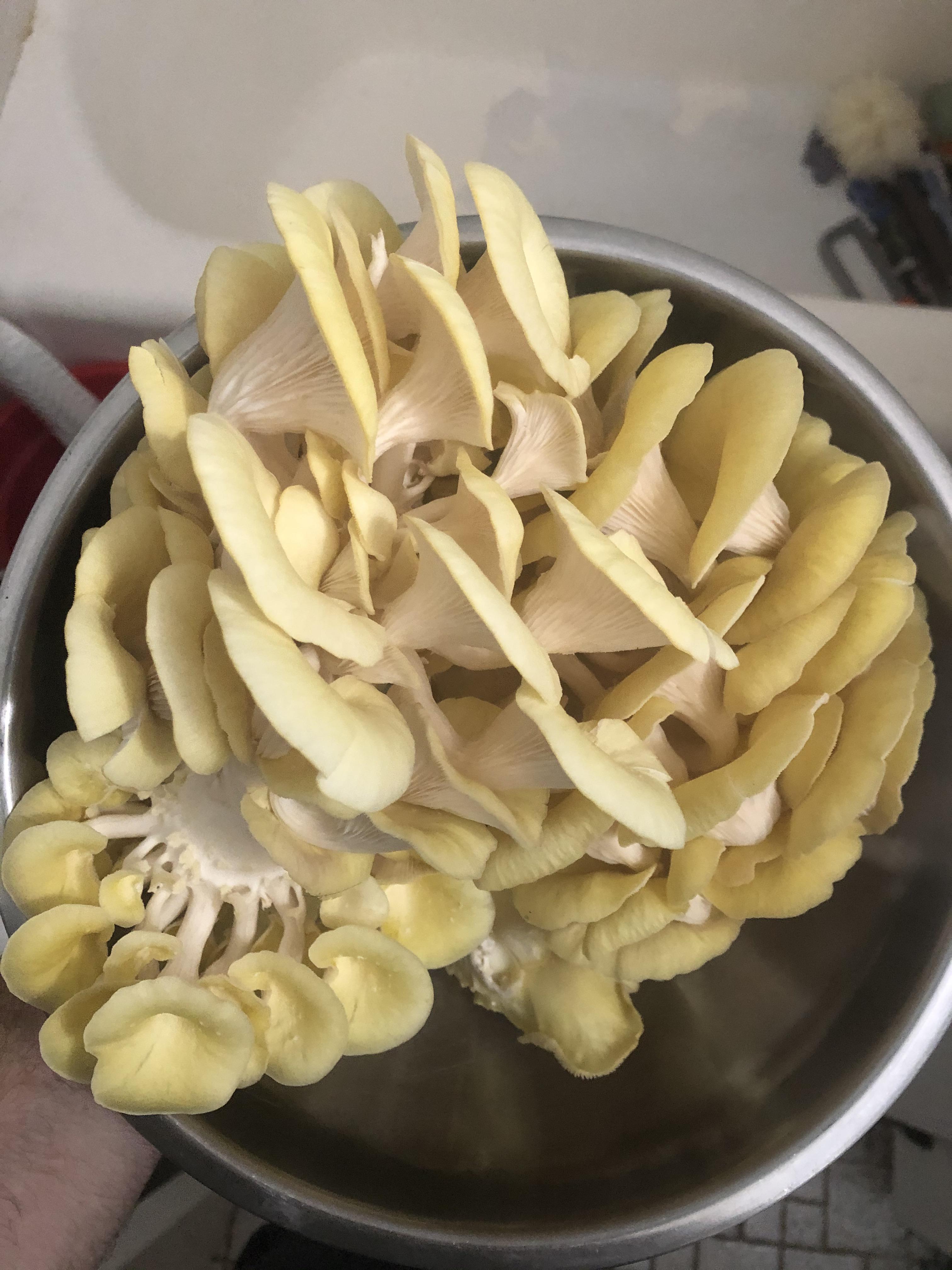 [Gourmet] Golden Oysters using u/MycTyson spawn with the bucket TEK