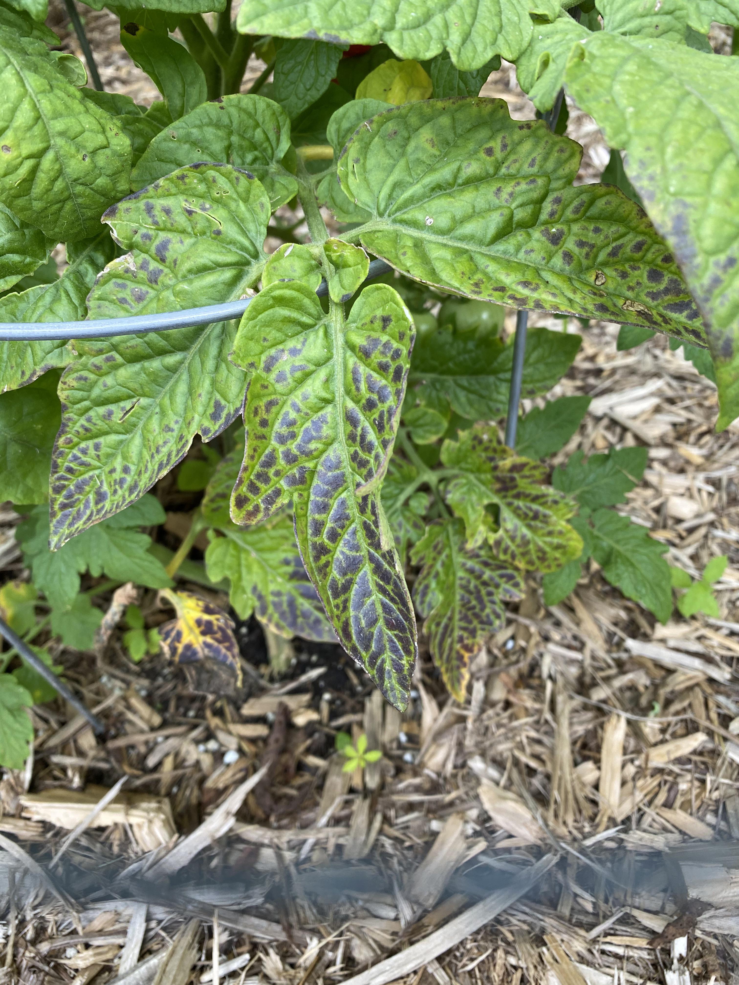 Dark patches on bottom tomato leaves. Phosphorus deficiency? Infection