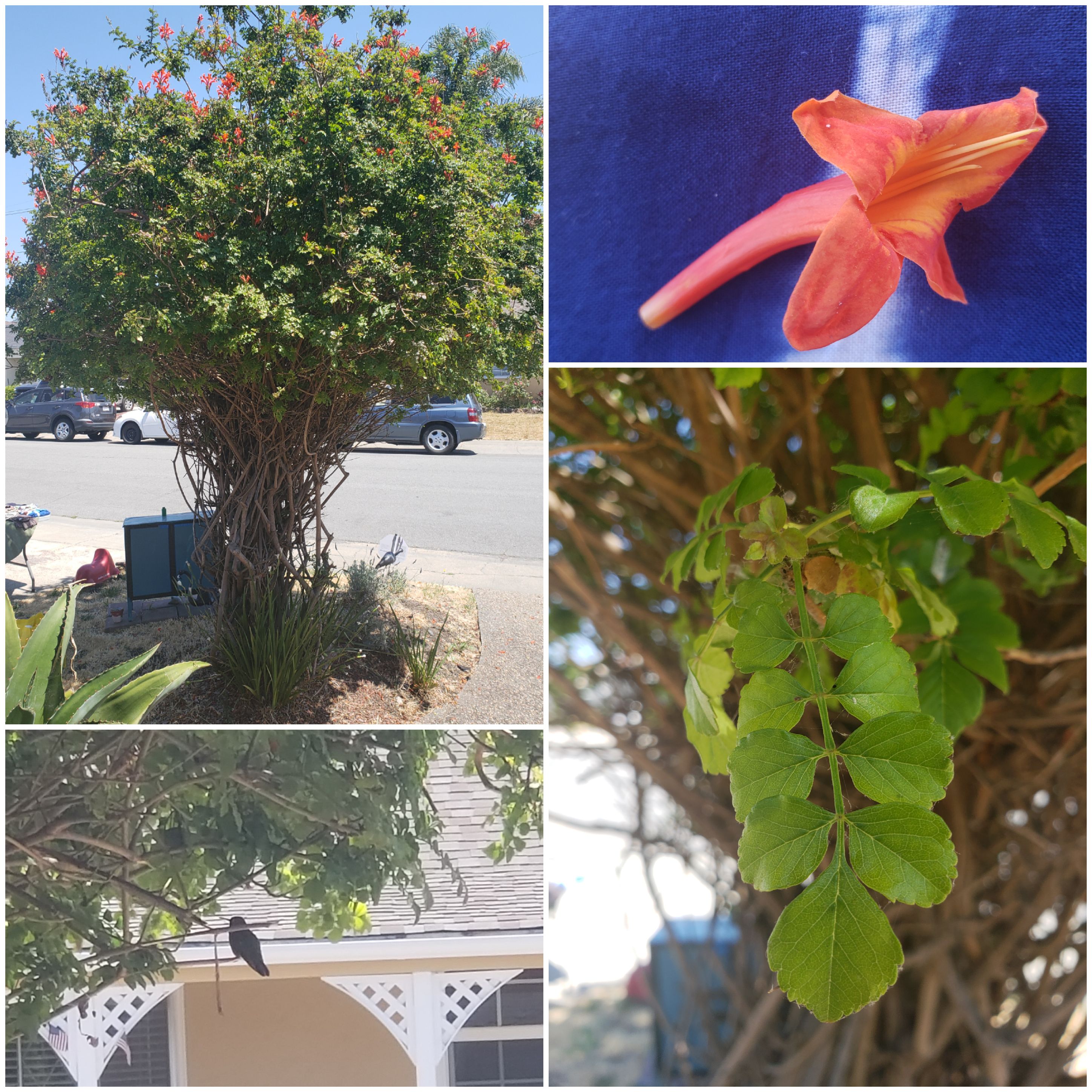 Hummingbirds love this plant in my friend's yard. Zone 10a [San Leandro, ca] r/whatsthisplant