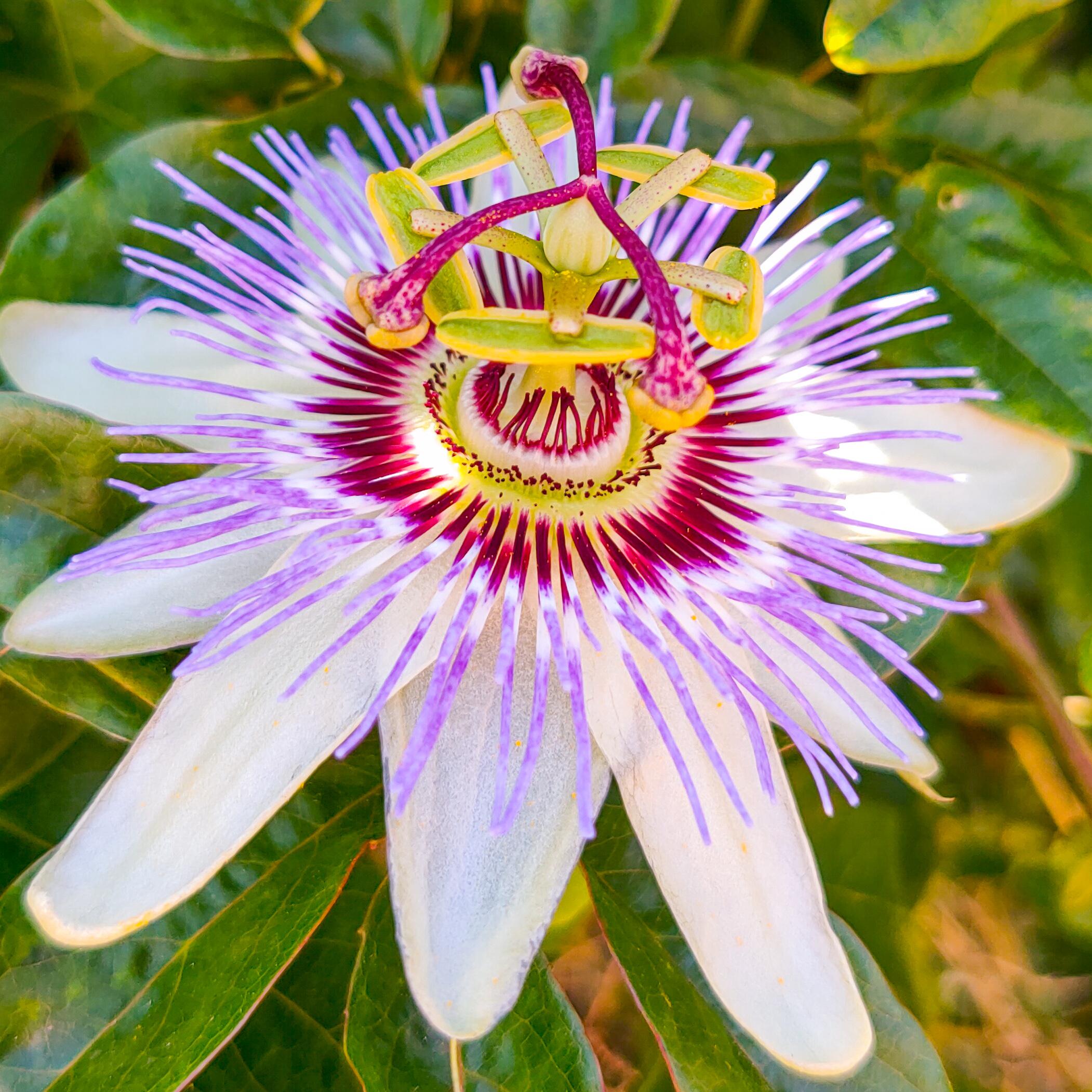 I had no idea this is how crazy a passion fruit flower looks! r/gardening