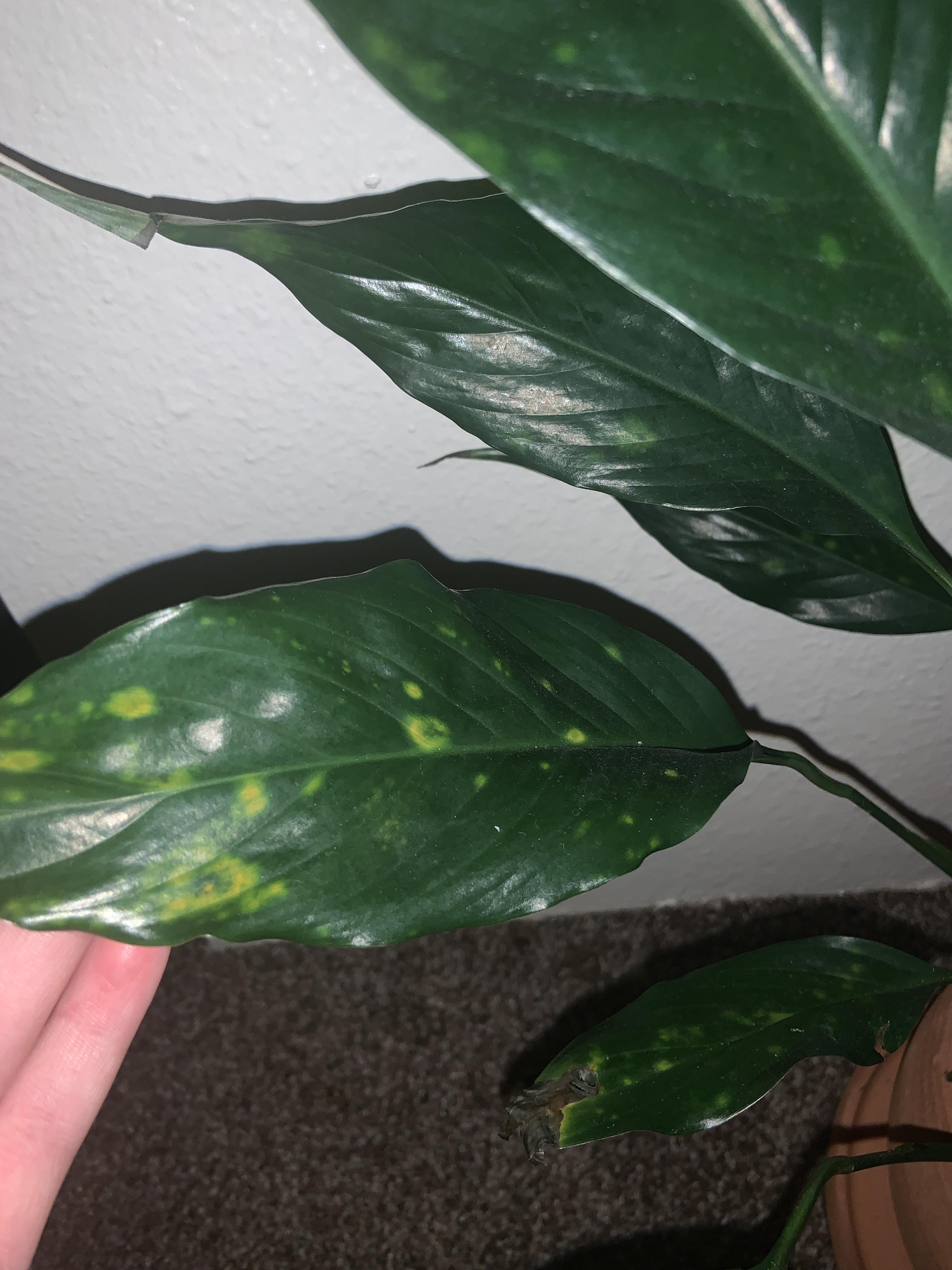 peace lily developing yellow spots everywhere. is this bad?? r