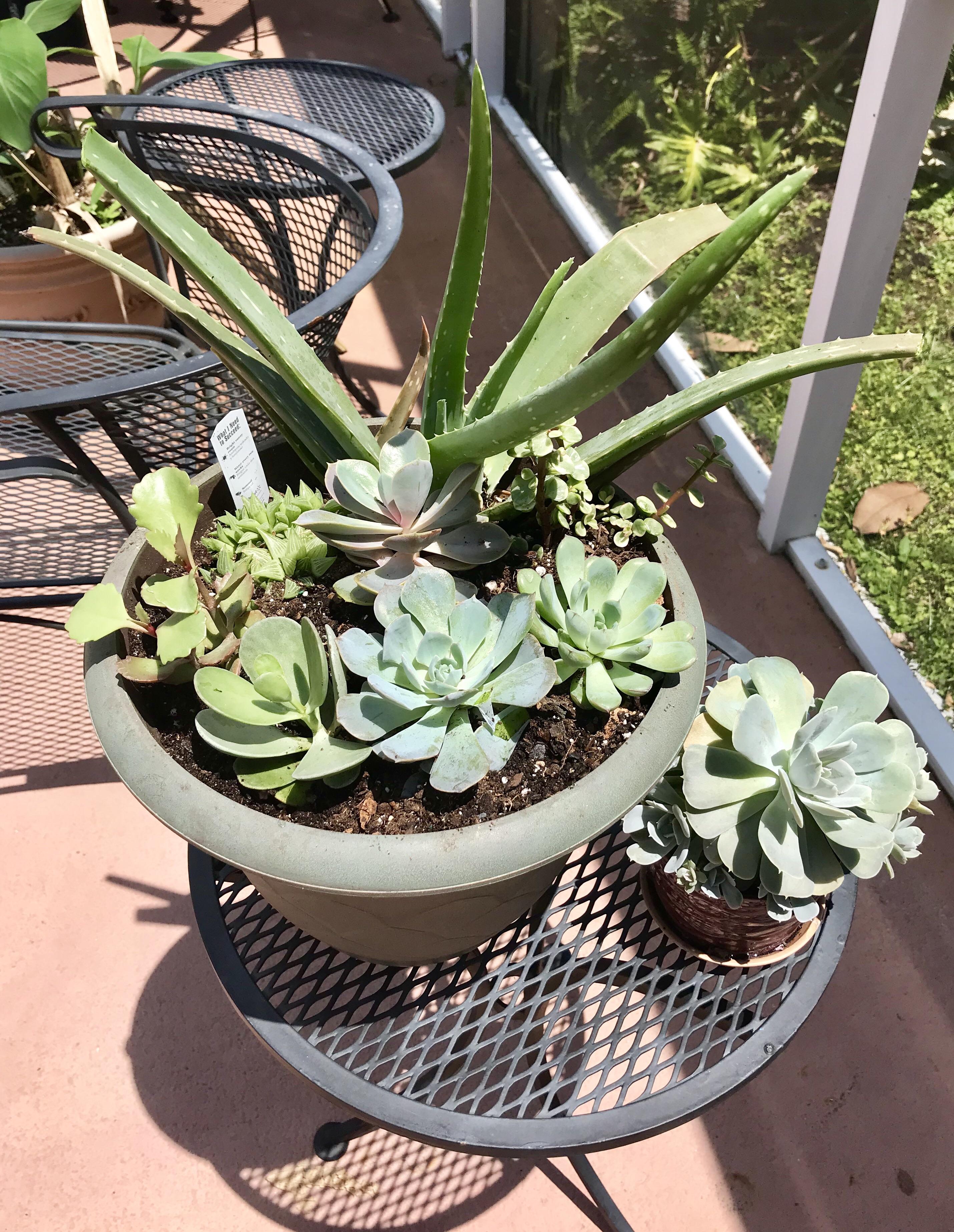 Inspired by this subreddit, I finally bought succulents