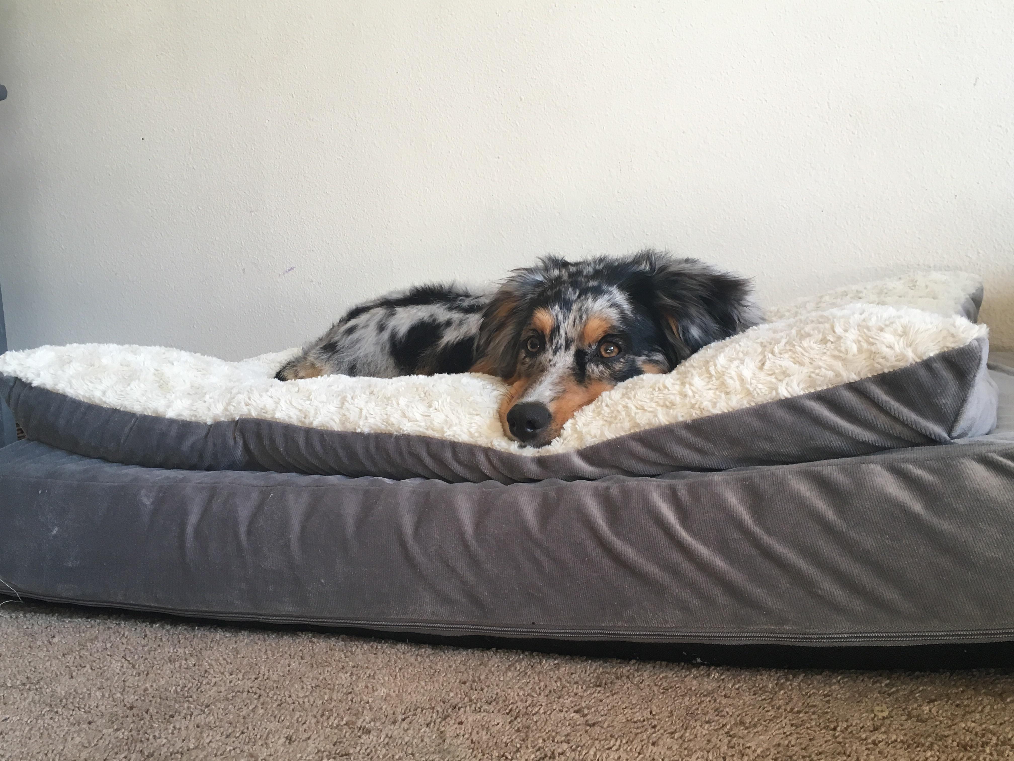 Dog was happy I pulled this practically brand new dog bed. Just needed