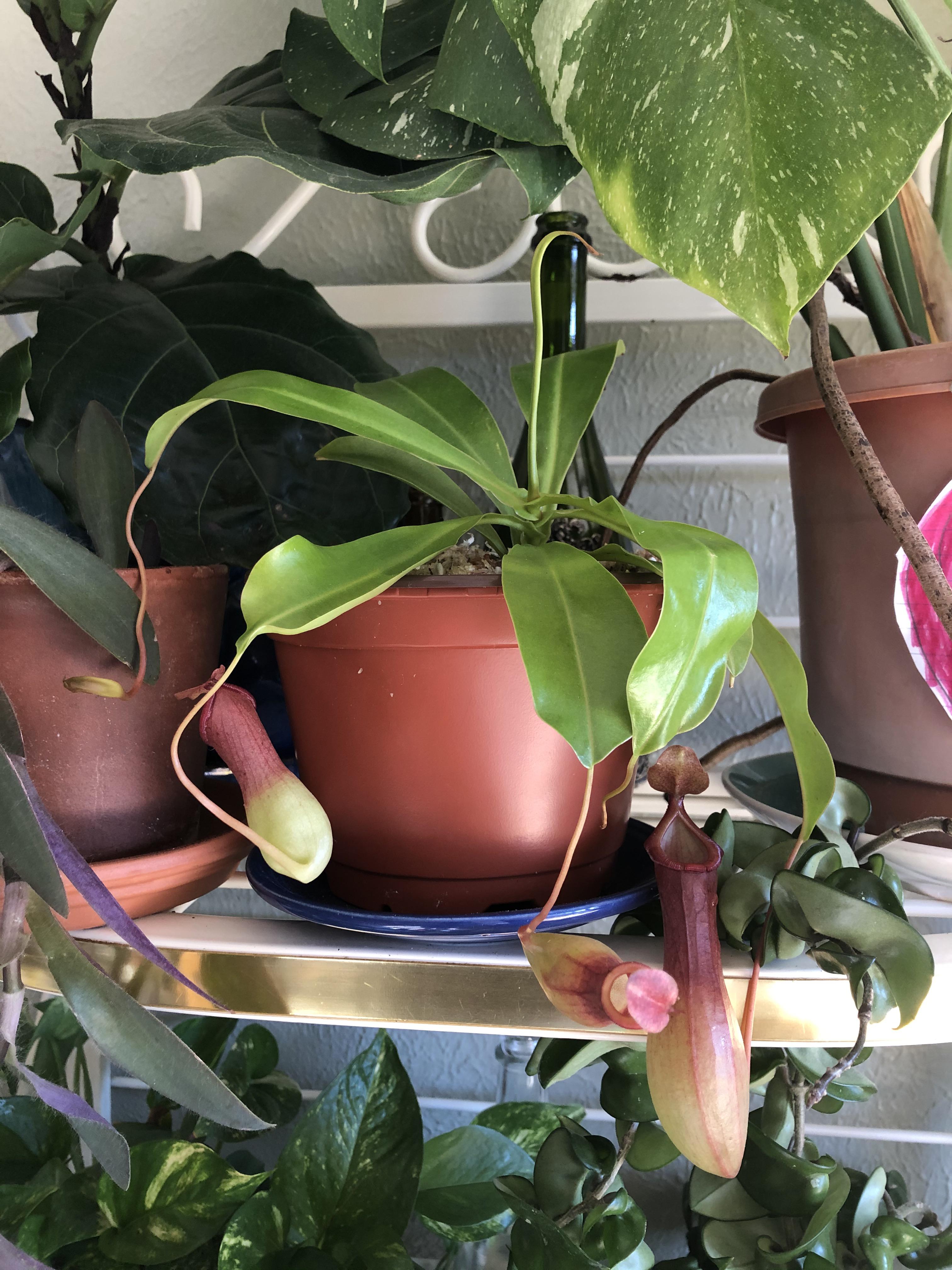 Got a pitcher plant and already have two gnats in a few hours, I’m so