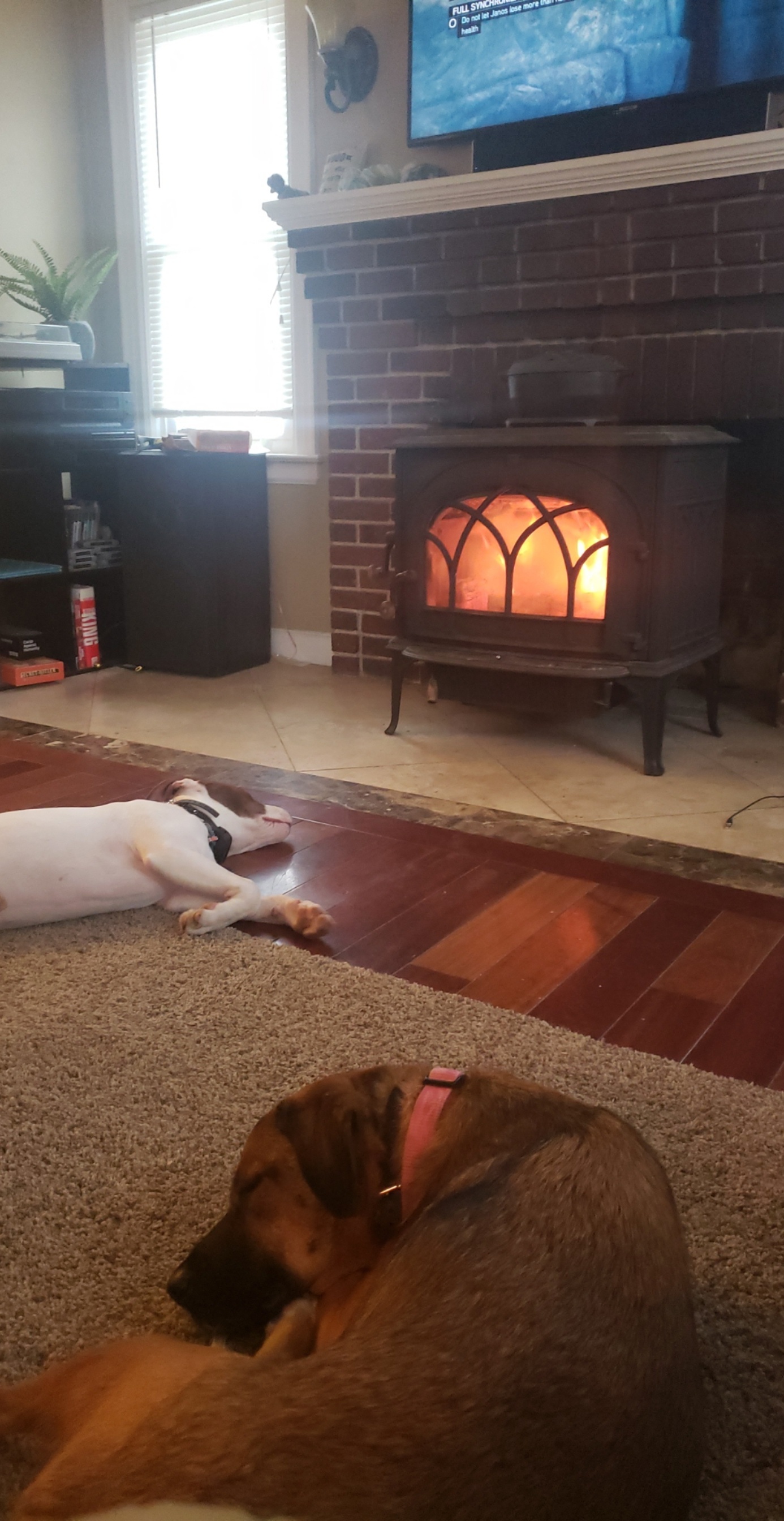 The two biggest fans of our stove r/woodstoving