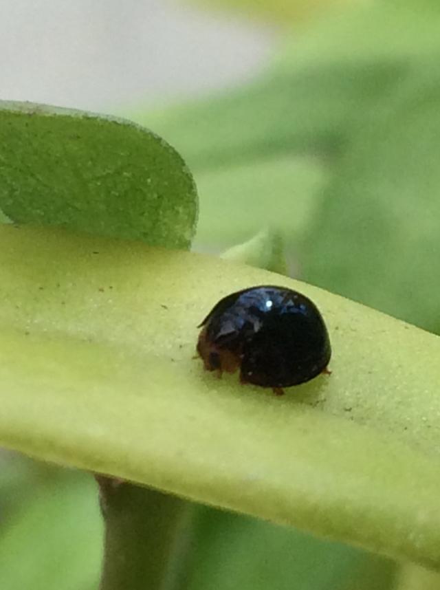 [Brazil] Is this a black ladybug or a lookalike? whatsthisbug