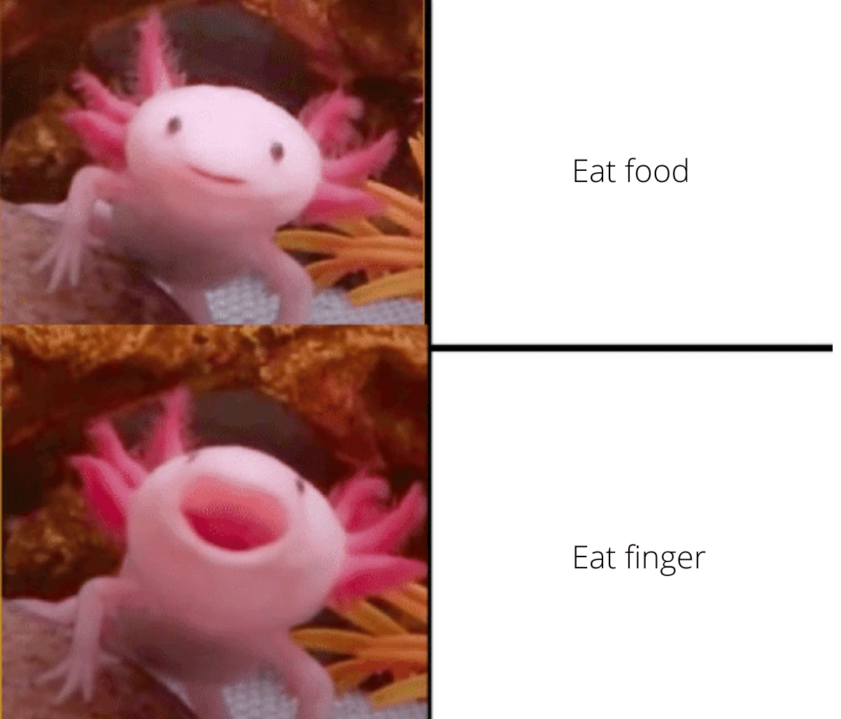 An axolotl meme axolotls