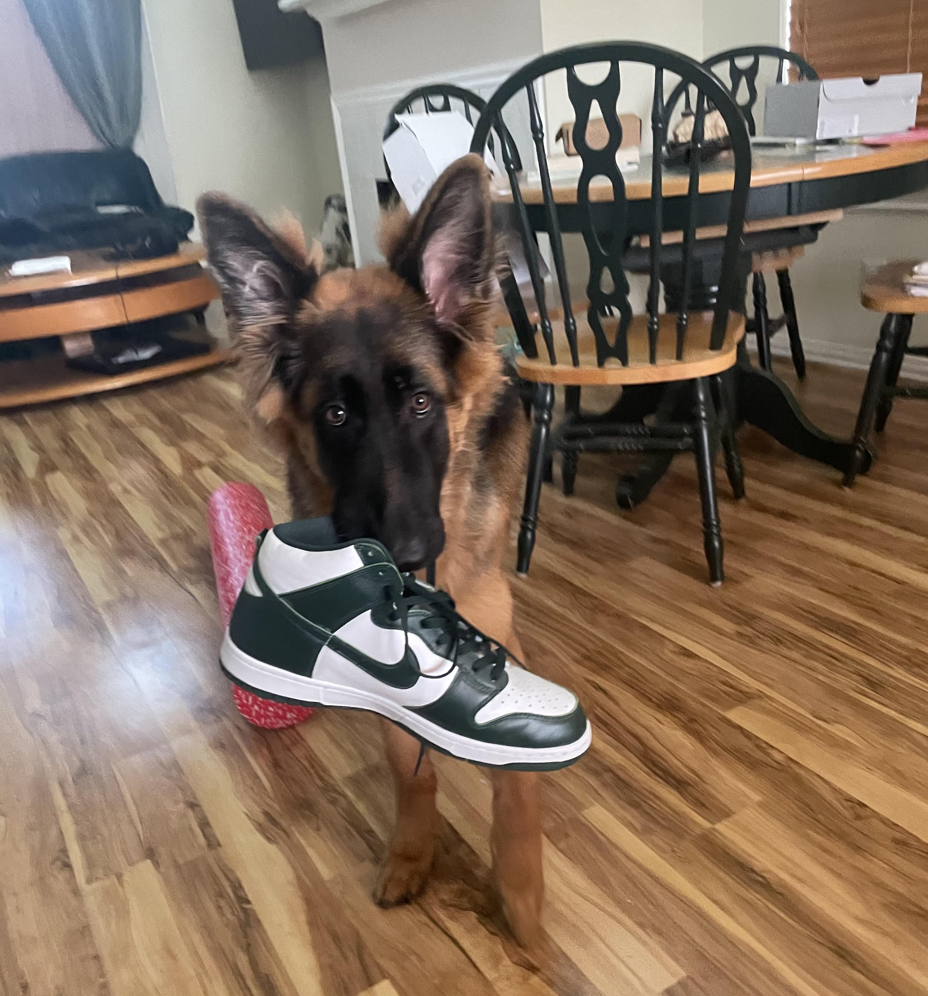 My boy can’t help but steal my shoes with that guilty look on his face