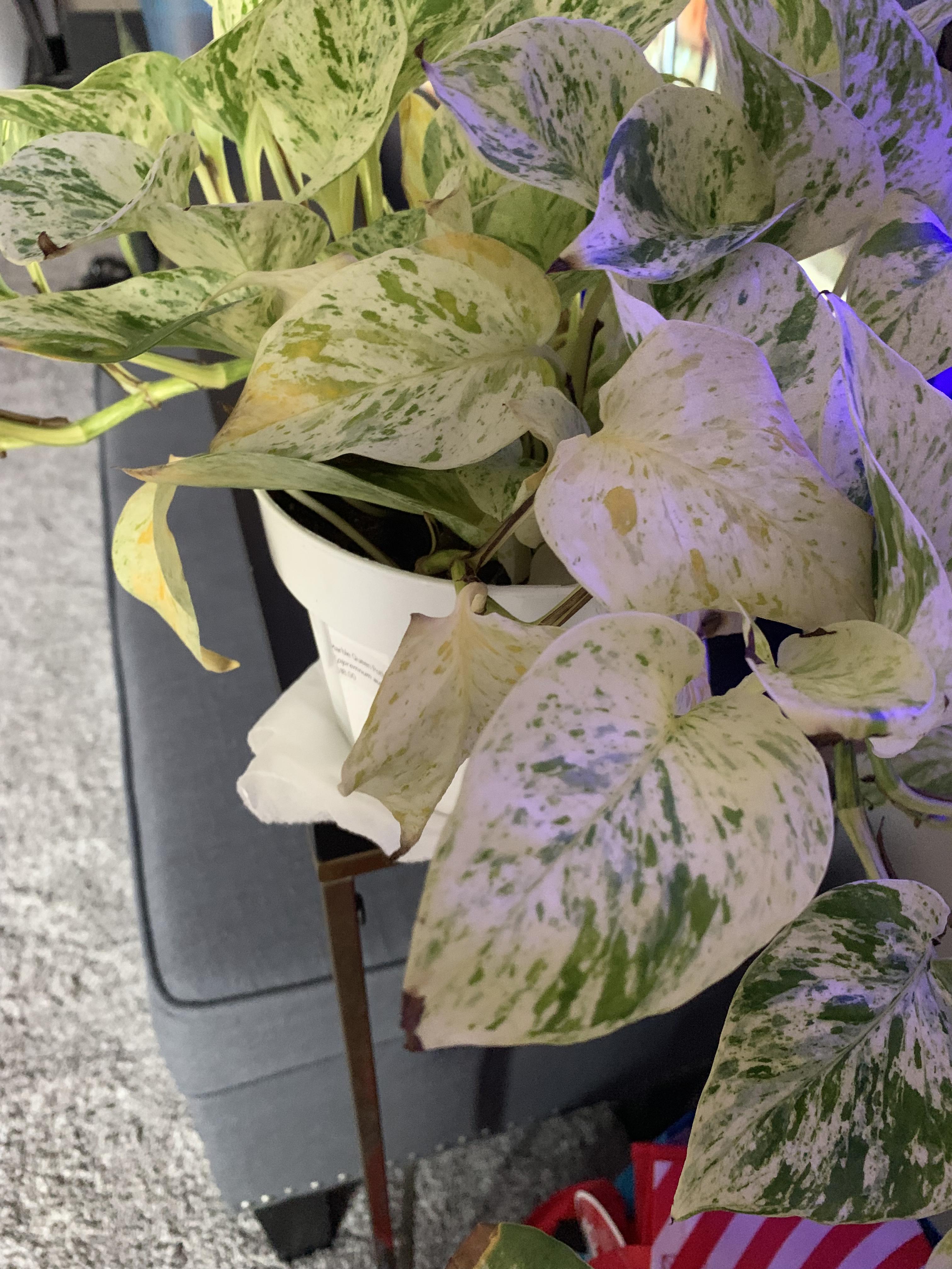 Yellowing Leaves on Queen Marble Pothos bought her a week ago, and a few leaves have yellowed
