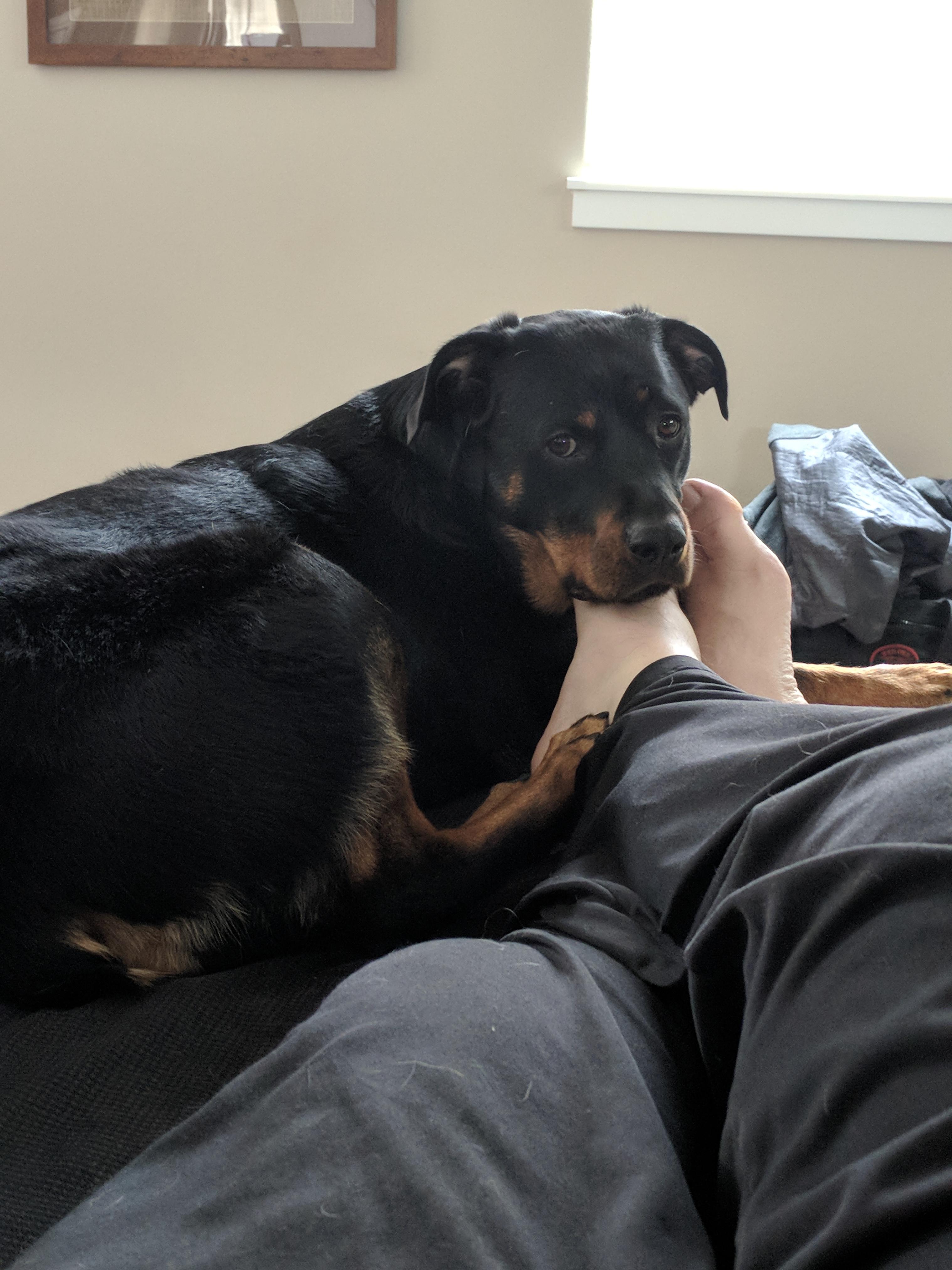 A dog is what makes a house a home. r/Rottweiler