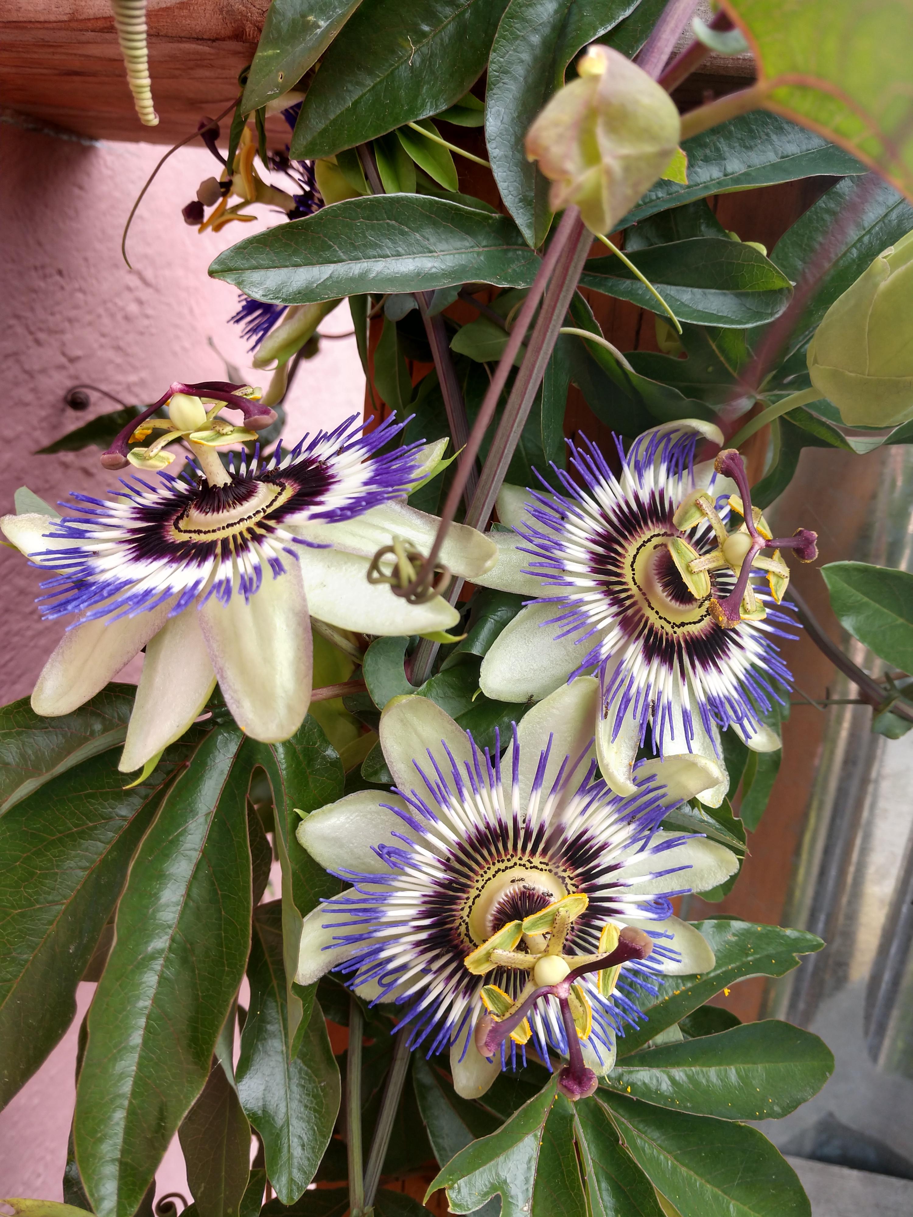 I am so in love with our bluecrown passion flowers. r/gardening