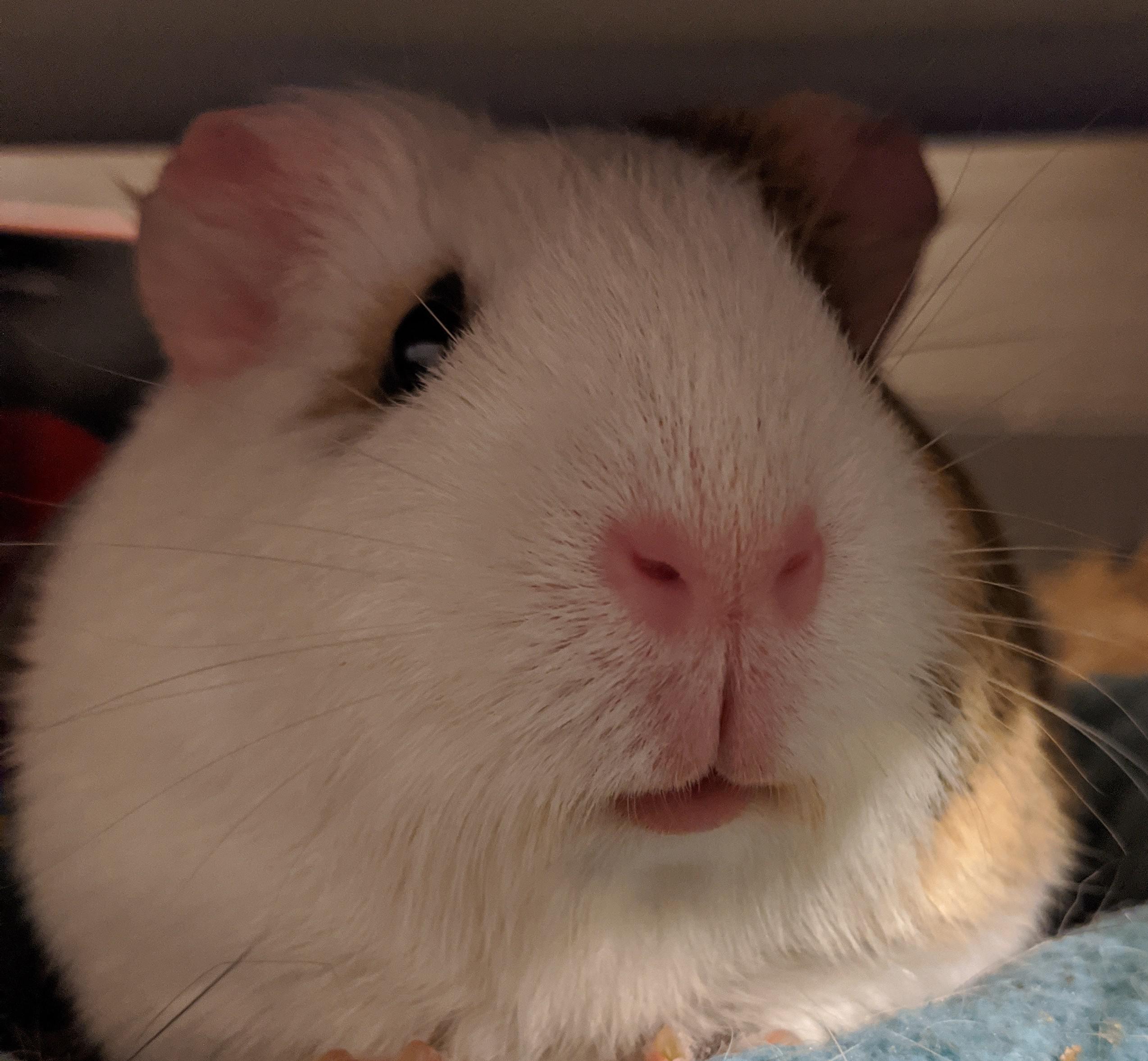 Why Are Guinea Pigs so Cute? r/guineapigs