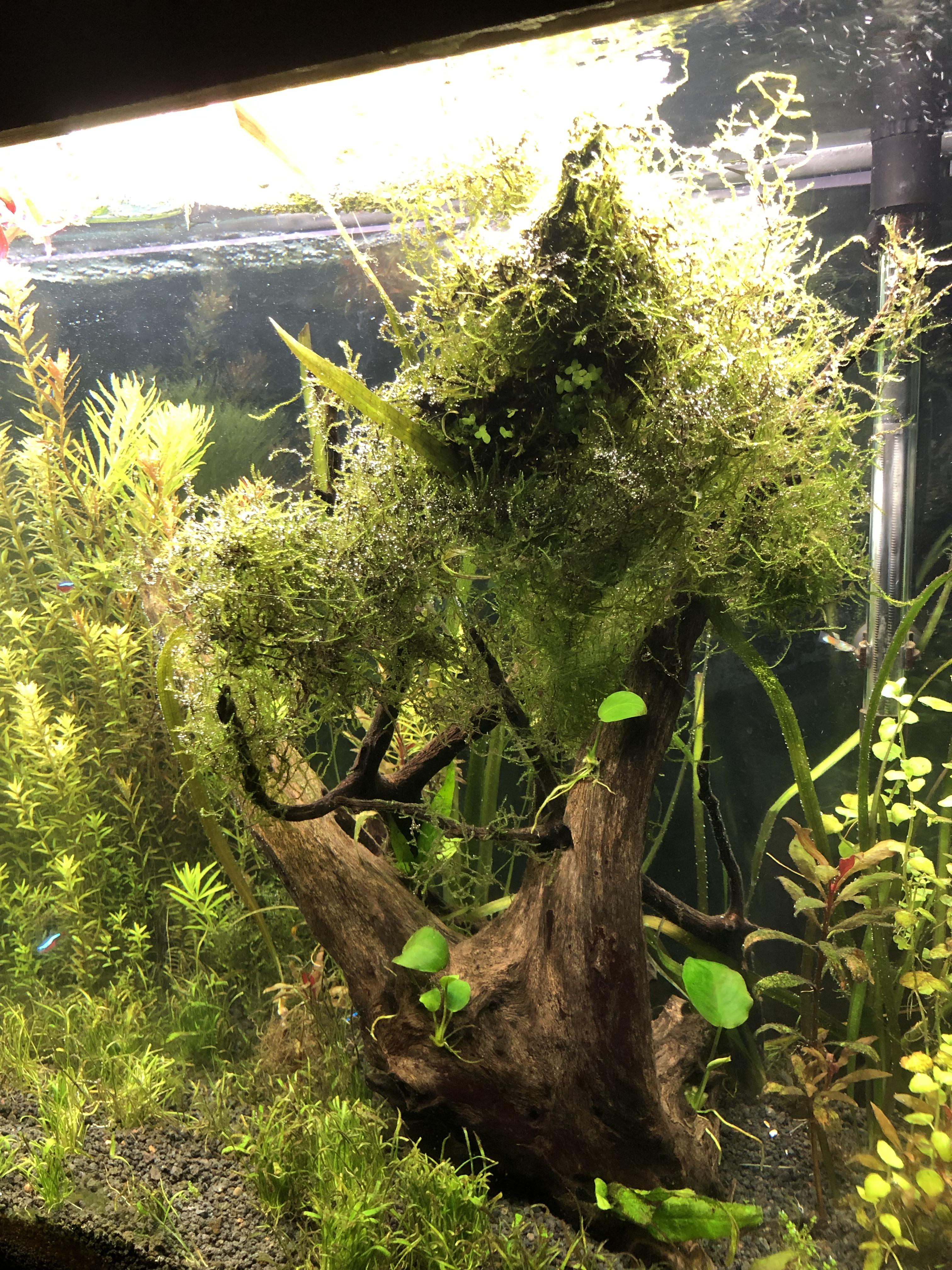 Love it or hate it? Ideas for this wood? Aquascape