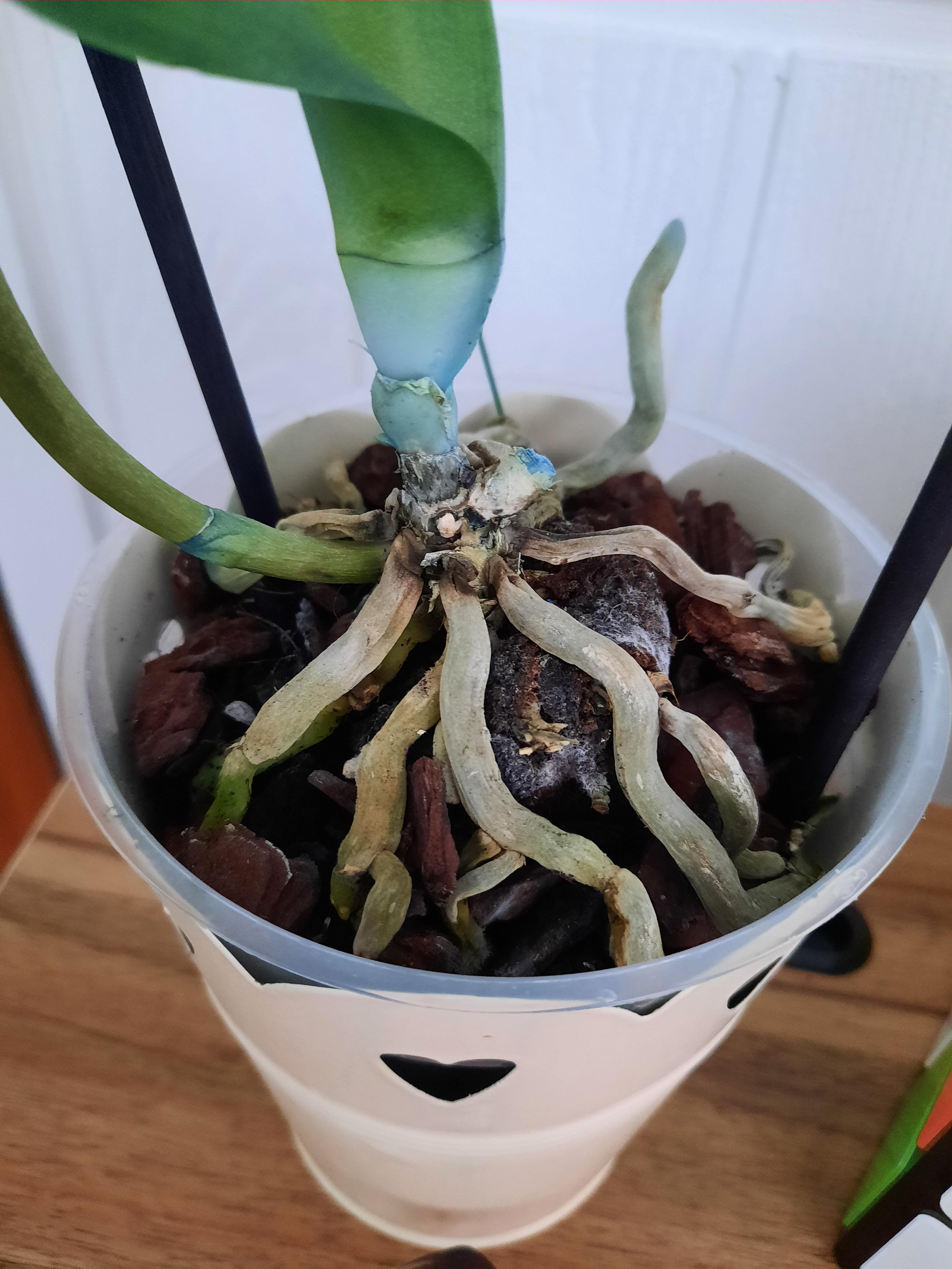 Can this be saved? r/orchids