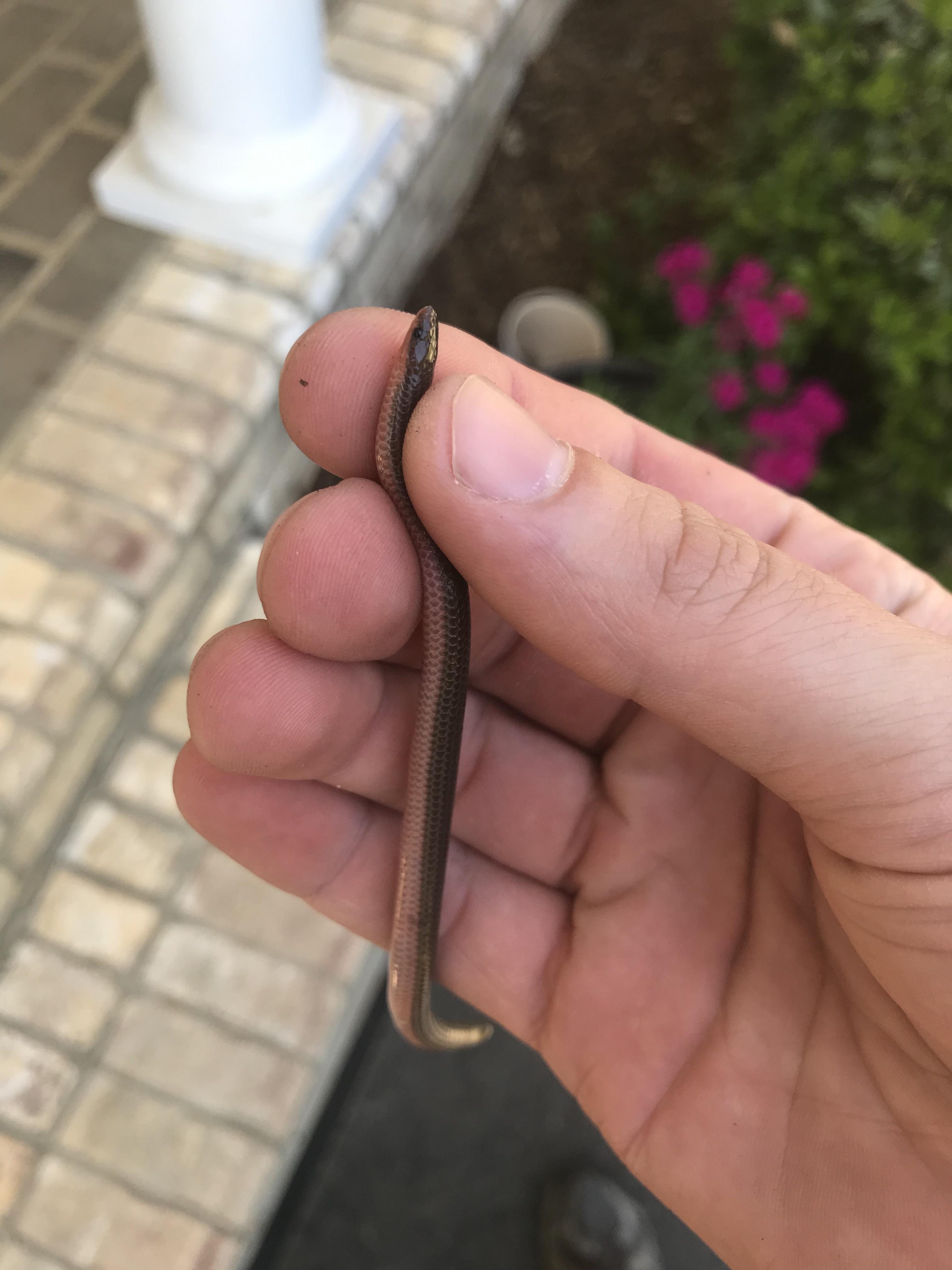 Found in a mulch pile, mid NC I’m assuming it’s a little worm snake