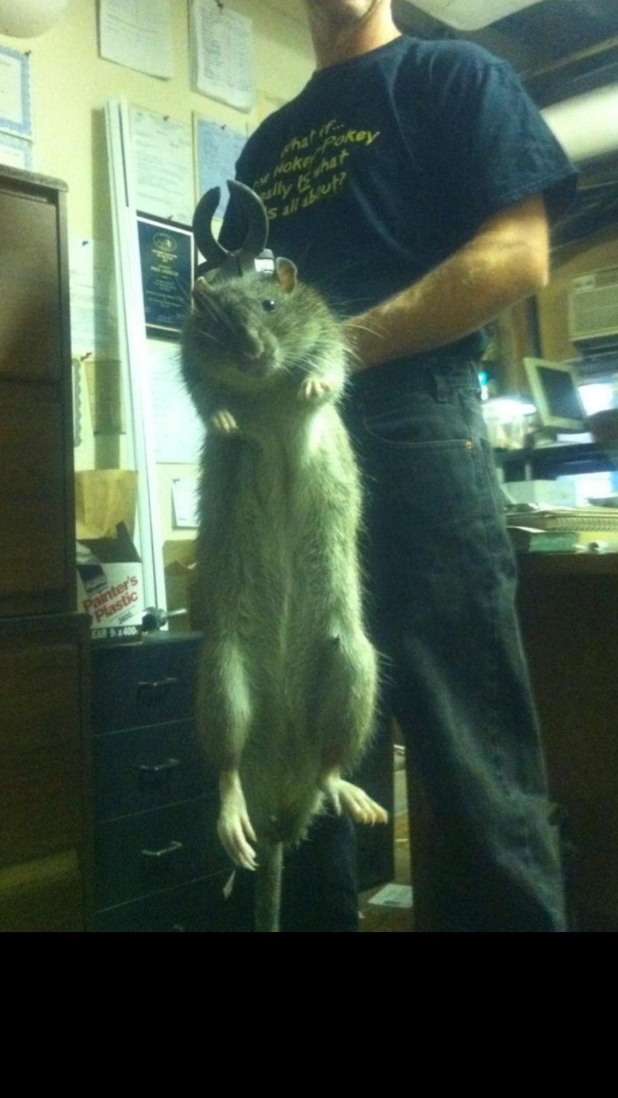 Caught NYC Rat the size of a DOG r/MadShit