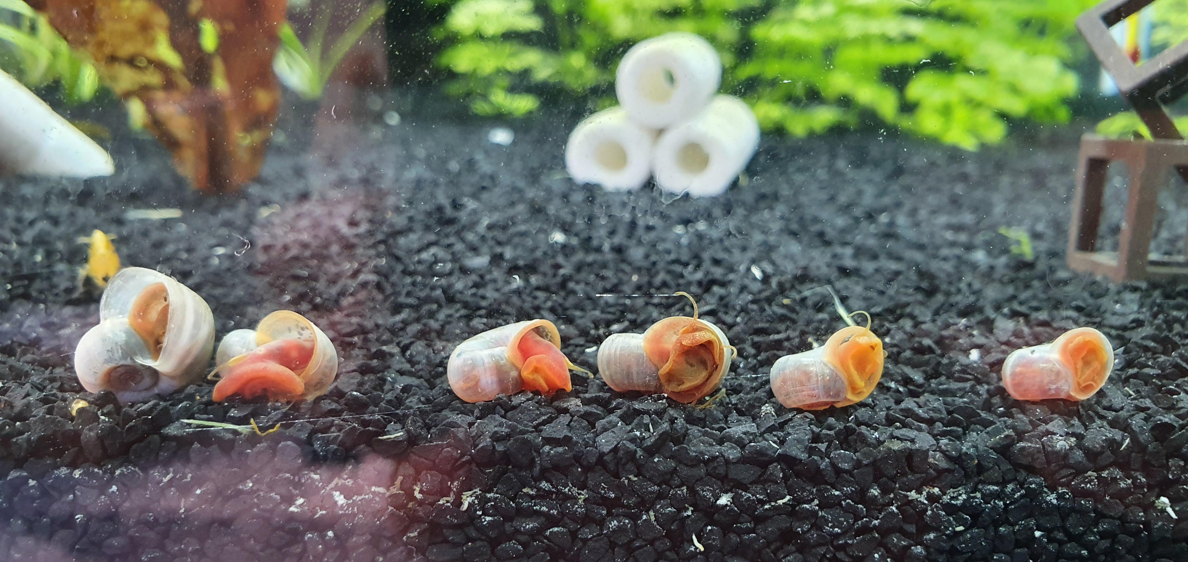 My ramshorn snails have been lying on their side for a week. They are
