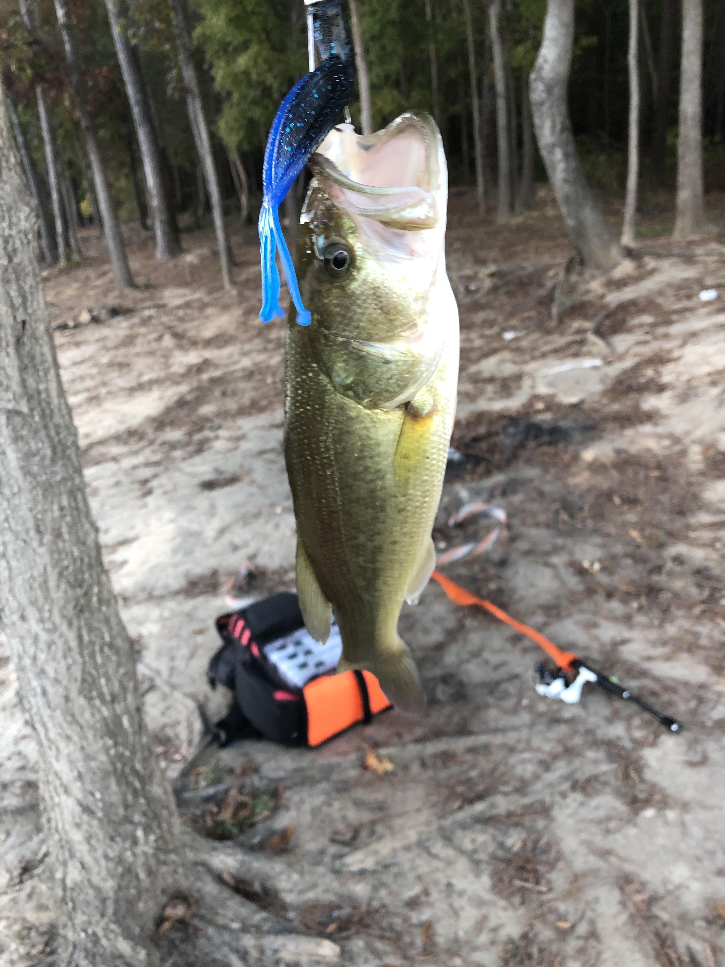 Been fishing after work to relax. Jordan Lake, NC r/Fishing