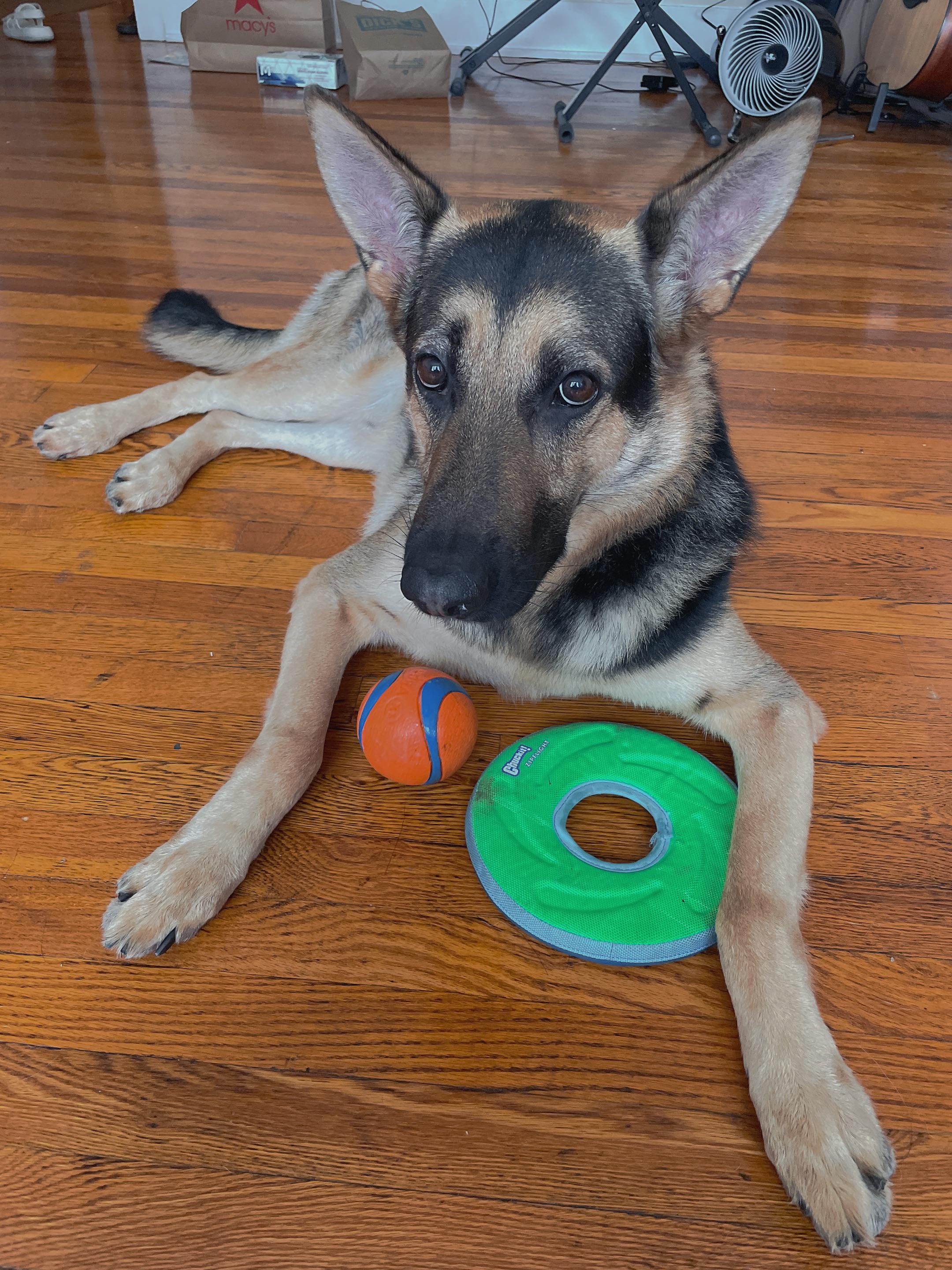 Toy hoarder😂 r/germanshepherds