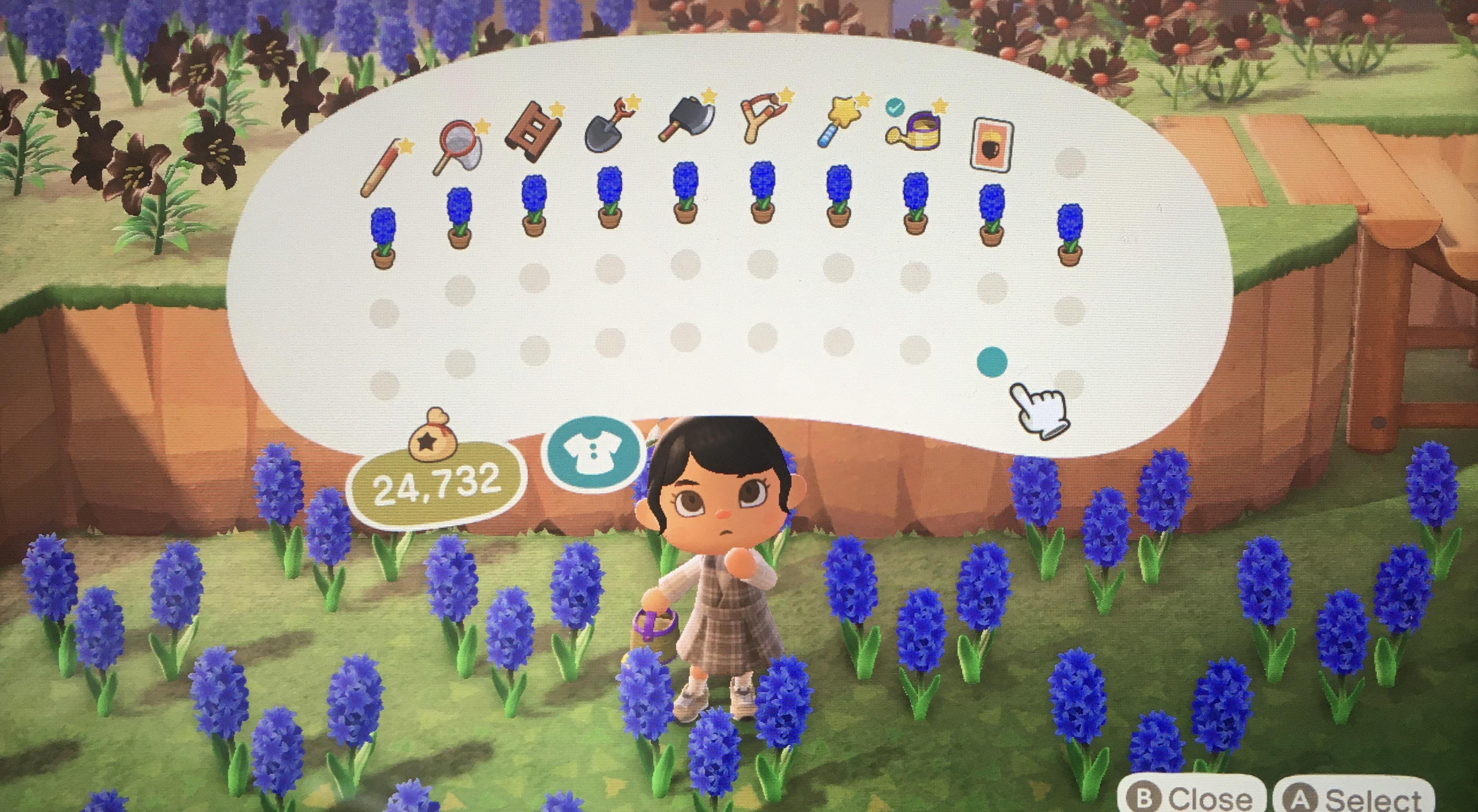 10 FREE blue hyacinths to the first person who comments ) r