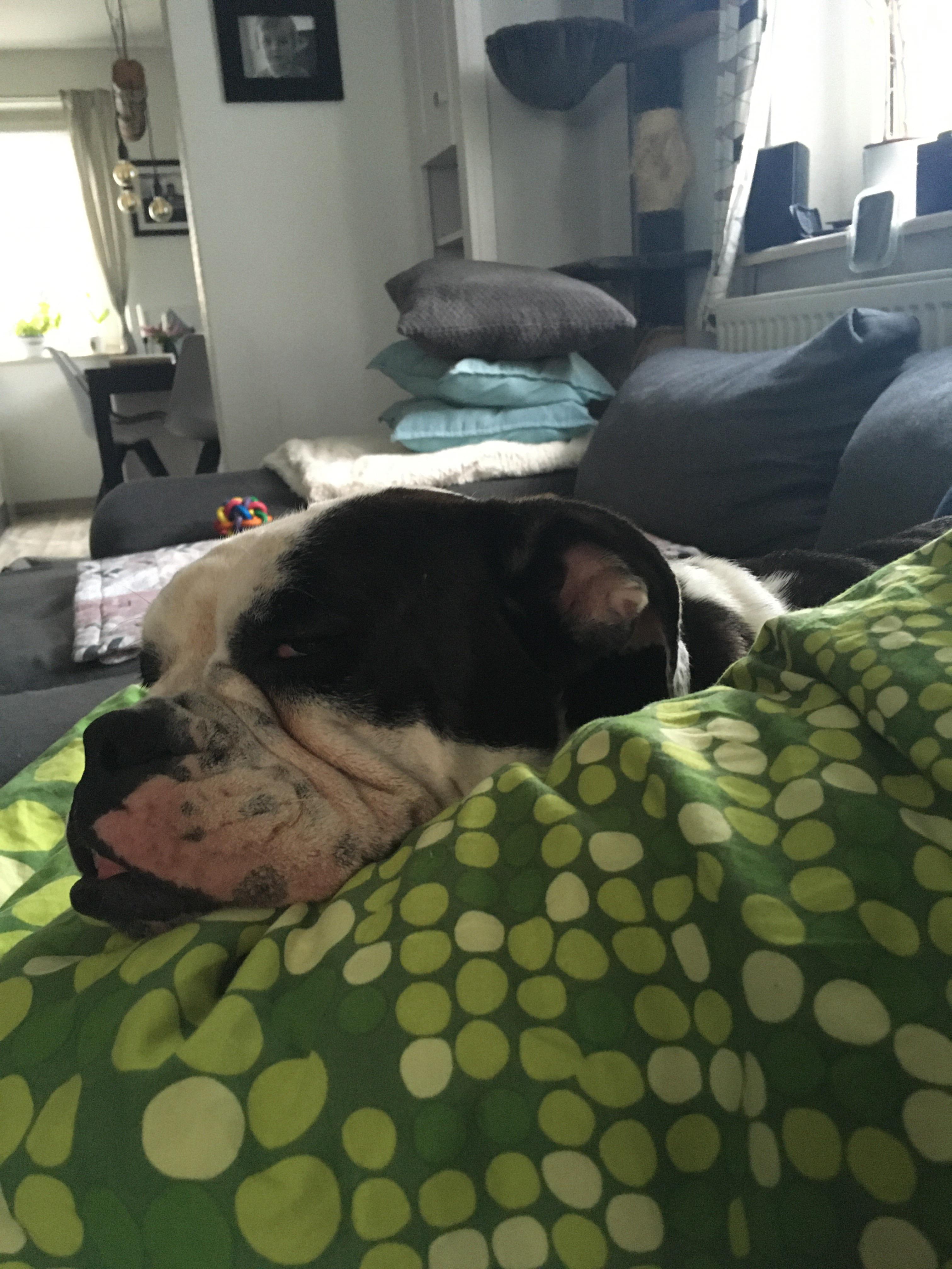 my dog laying on my leg r/aww