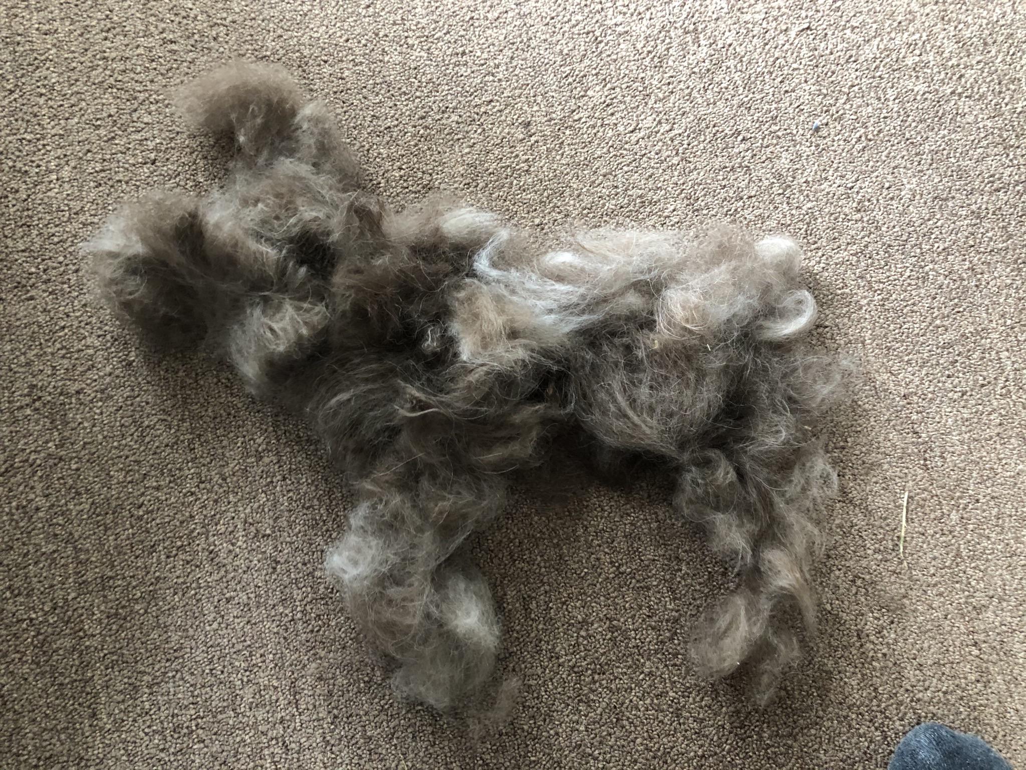New dog? Or just hair after brushing my dog.. r/confusing_perspective