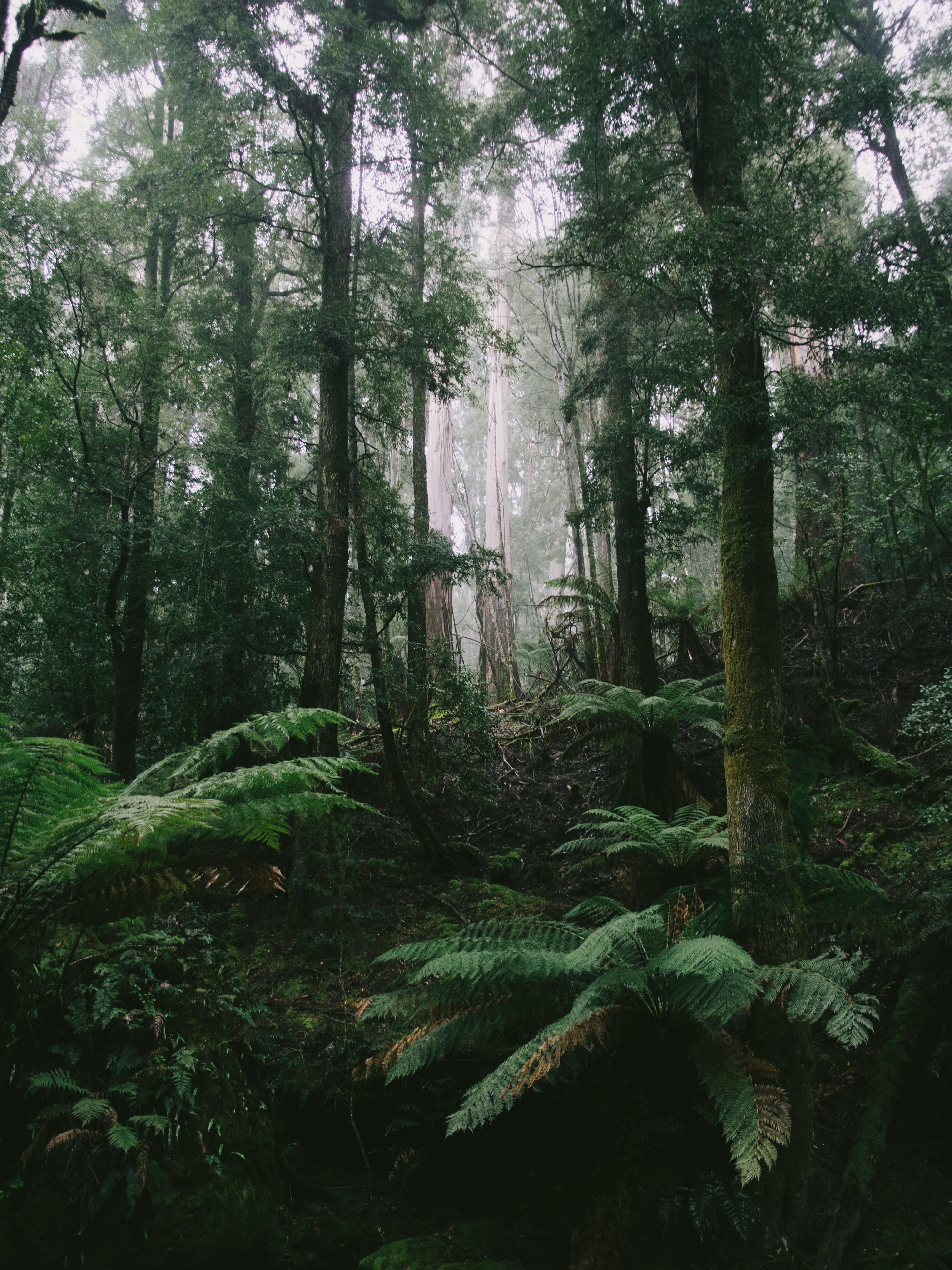 A short hike through Tasmanian rainforests is the fresh air I needed