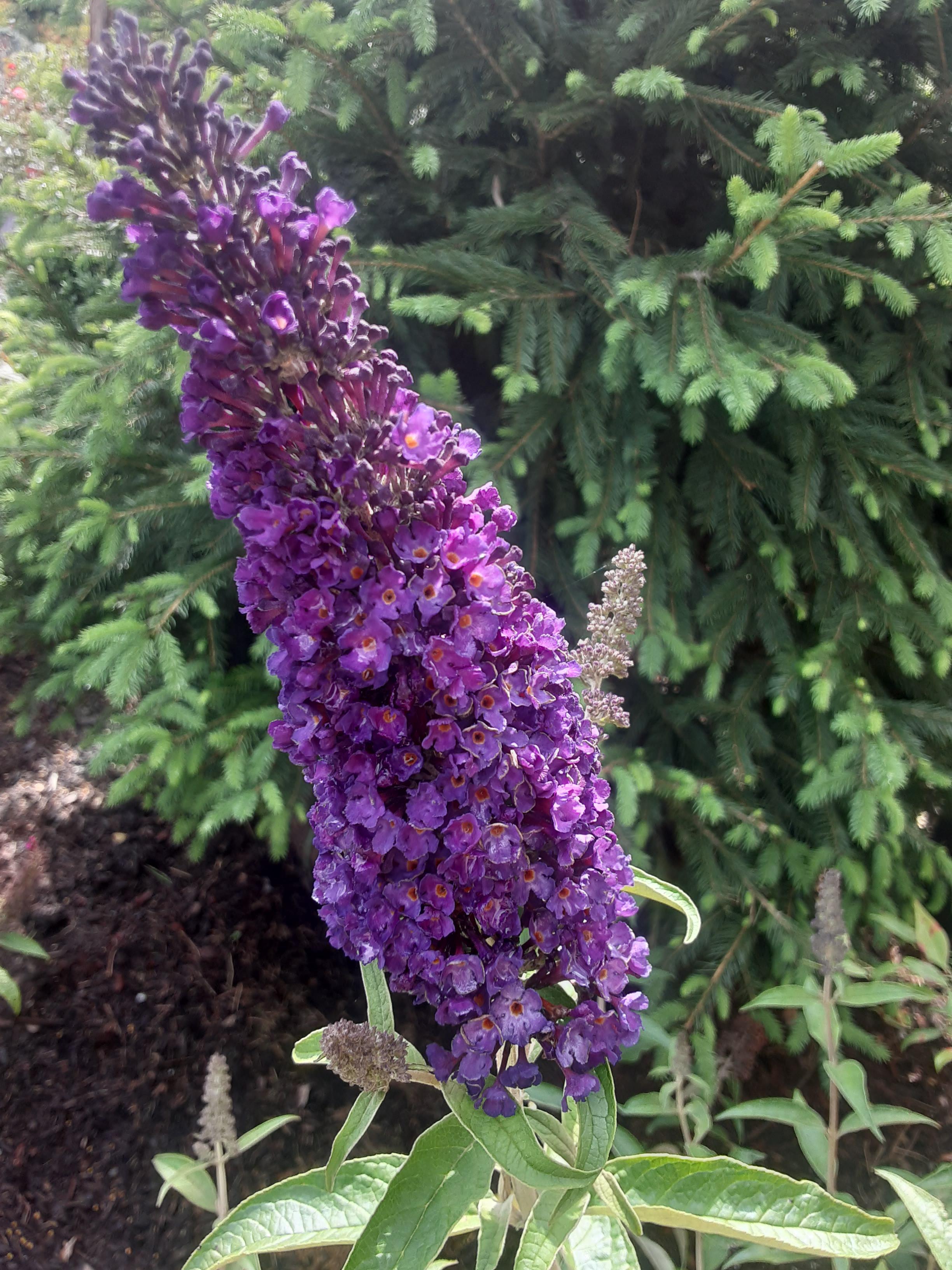 Black knight butterfly bush in full bloom! r/gardening